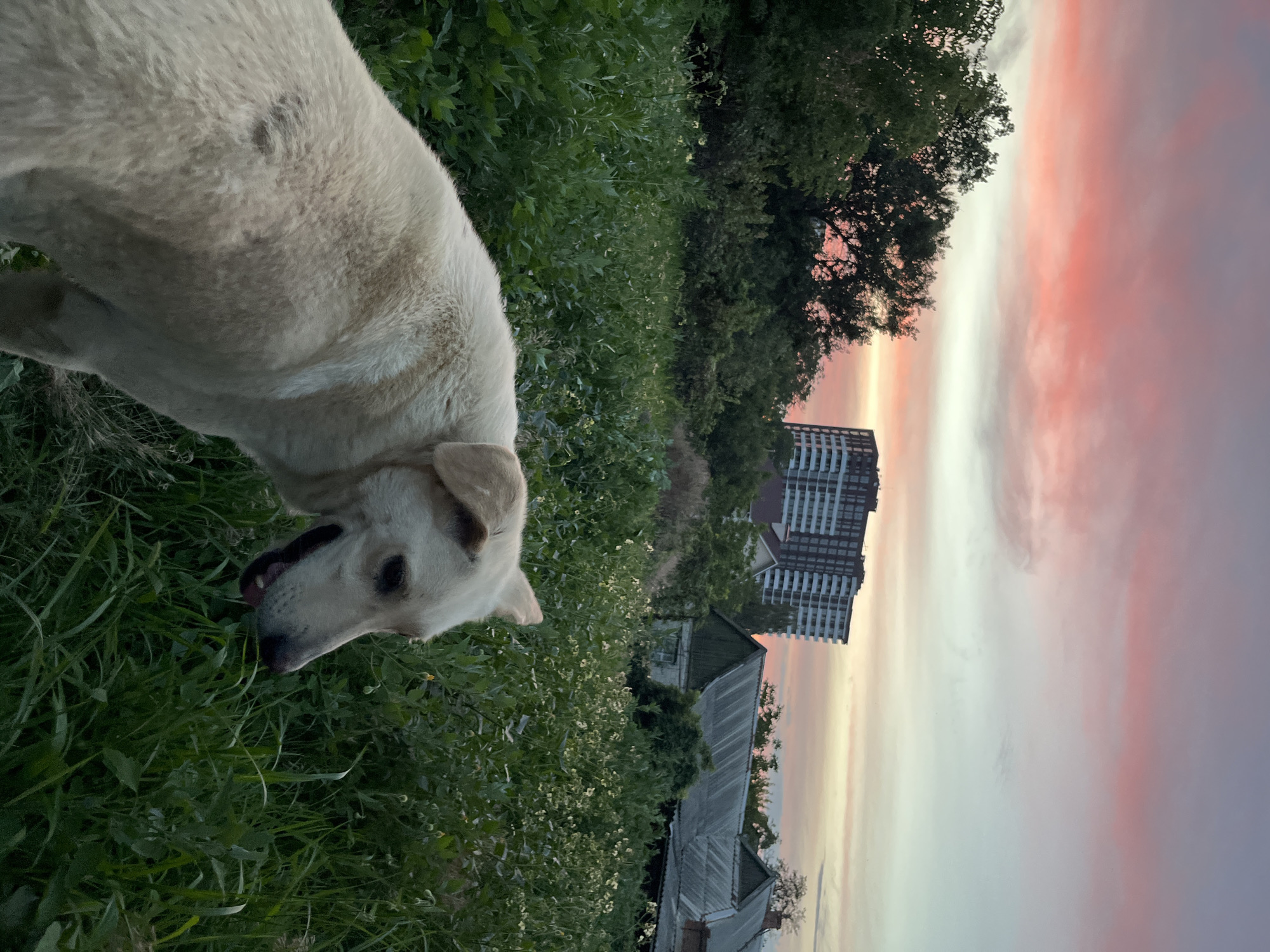 A light-colored dog stands in tall green grass in a semi-rural area at dusk. In the background, a modern apartment building rises above trees and older, single-story houses with tin roofs. The sky displays a dramatic sunset with streaks of pink, orange, and pale blue. The setting appears to be the outskirts of Dnipro, Ukraine, where urban development meets a more natural landscape.