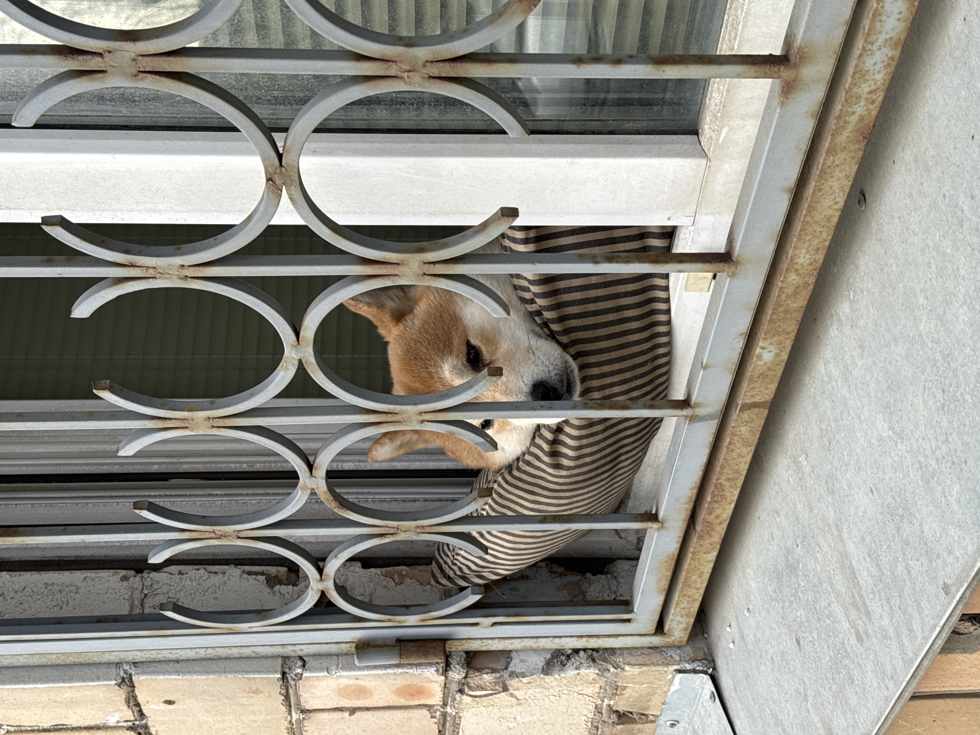 An image captures a dog's head peering out from behind a metal window grate. The perspective is angled upwards, as if looking at a window from slightly below. The dog, likely a Shiba Inu or similar breed, has light brown and white fur, with its snout and one eye clearly visible as it looks downwards and outwards through the bars. A striped fabric, possibly a blanket or part of the dog's bedding, is tucked into the window opening around its body, featuring alternating brown and beige stripes.
The window is covered by a grey-painted metal grate with ornate, interlocking circular patterns. The metal shows noticeable signs of rust, particularly at the joints of the bars and along the frames. Behind the grate, the window frame itself is visible, along with what appears to be interior blinds or shutters. Below the window structure, some rough, light-colored brickwork is exposed. To the right of the window, a plain, light grey concrete wall is visible, also with some rust stains extending from the metal grate. The bright lighting suggests it is daytime. There is no visible text. The scene depicts a curious dog observing its surroundings from an enclosed space.