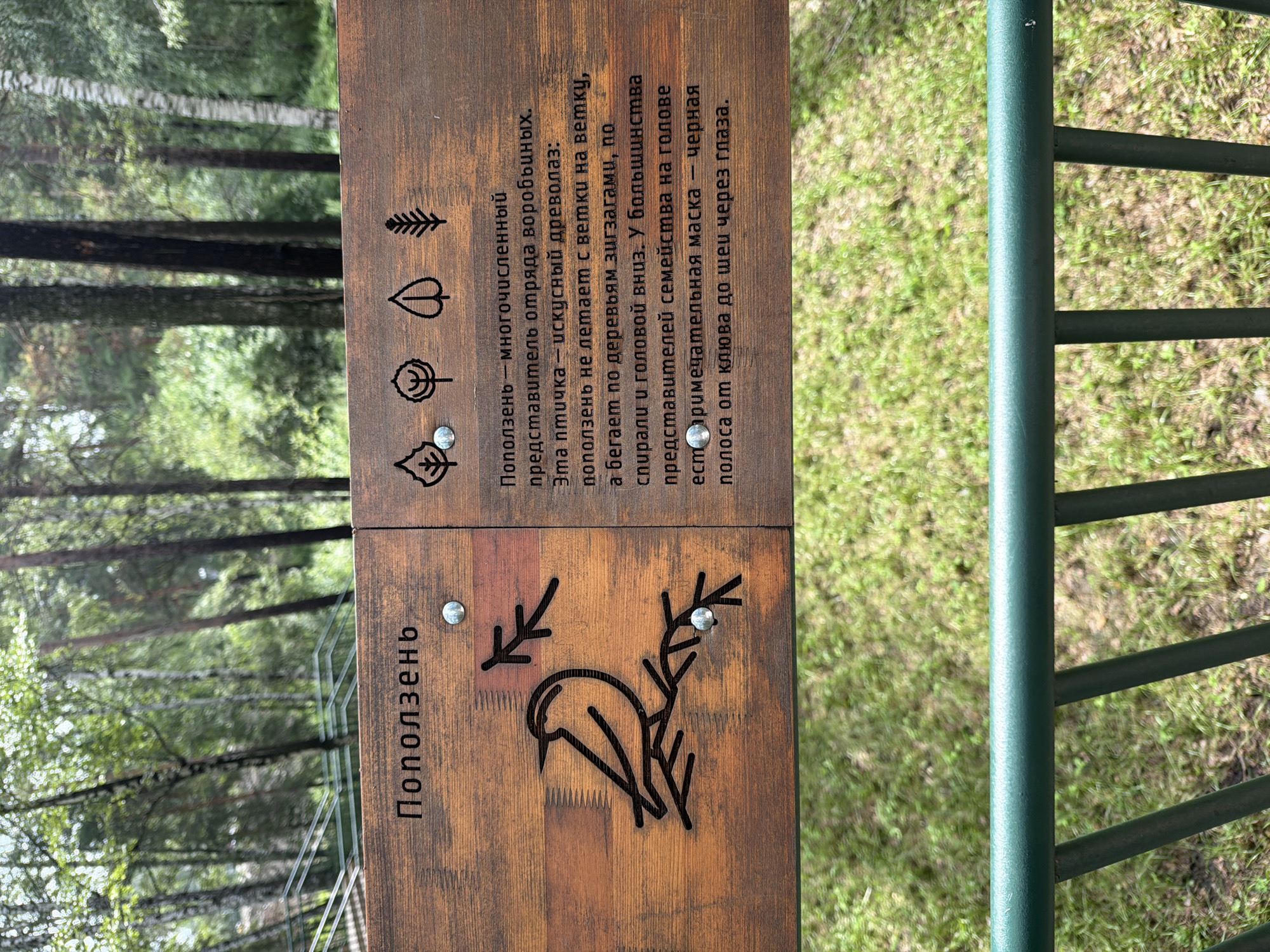 The image shows a wooden sign in a park or forest setting. The sign has text in Russian and illustrations. The top of the sign reads "Поползень" which translates to "Nuthatch." Below this, to the left, is a carved illustration of a nuthatch perched on a branch. To the right of the nuthatch illustration are four small icons, appearing to represent leaves or plants. The main text on the right side of the sign describes the nuthatch, stating it is a common representative of the sparrow order, an adept tree climber that does not fly from branch to branch but runs along trees in a zigzag pattern, spiraling up and head-down. It also mentions that most members of the family have a distinctive black stripe on the head and a black stripe from the beak to the eye. The background of the image consists of trees and greenery, typical of a forest or park. A dark green metal railing is visible in the foreground. The image was taken in the city of Zarechny, Russia.