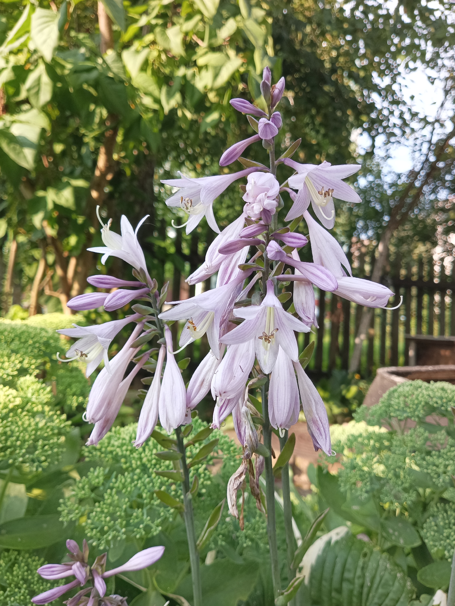The image is a close-up, eye-level shot of a cluster of pale purple hosta flowers in bloom, set against a backdrop of lush green foliage and a blurred wooden fence. The flowers are delicate and trumpet-shaped, with some in full bloom and others still in bud. They hang in graceful arcs from thick green stems. The surrounding vegetation is dense and varied, with some plants featuring broad, variegated leaves and others appearing as tightly packed clusters of small, round buds. In the background, a weathered wooden fence runs horizontally, partially obscured by the greenery. Sunlight dapples through the leaves, creating a soft, diffused light that highlights the texture of the petals and leaves. The scene evokes a peaceful, natural setting, typical of a garden or park. The location in Shumerlya, Russia, is not visually evident from the image itself.