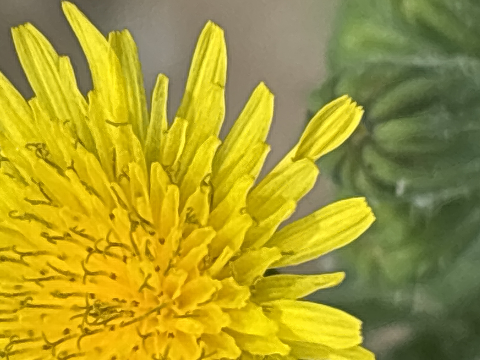 The image shows a close-up view of a yellow dandelion flower with green foliage in the background. The flower is in focus and its petals are clearly visible, as are the dark stamens in the center. The background is softly blurred, suggesting it is an outdoor setting. There are no people or any man-made structures visible in the image. The scene is devoid of any action or interaction. No specific location in Sochi, Russia can be identified from this image.