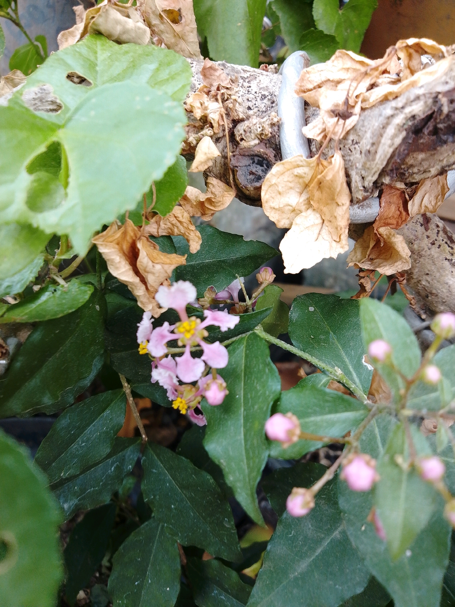 The image depicts a close-up view of a plant with green leaves, delicate pink flowers with yellow centers, and several pink buds. The plant is situated in an outdoor environment, possibly a garden or yard, with dry, brown leaves and a rough wooden branch in the background, possibly a support structure or part of a fence. A silver metal clamp or fastener is visible on the wooden branch. The lighting suggests it is daytime. The overall scene appears to be a natural setting with elements of plant life and rustic garden features. There are no people or animals visible in the image. The specific location in Cikal, Indonesia cannot be determined from the visual information alone.