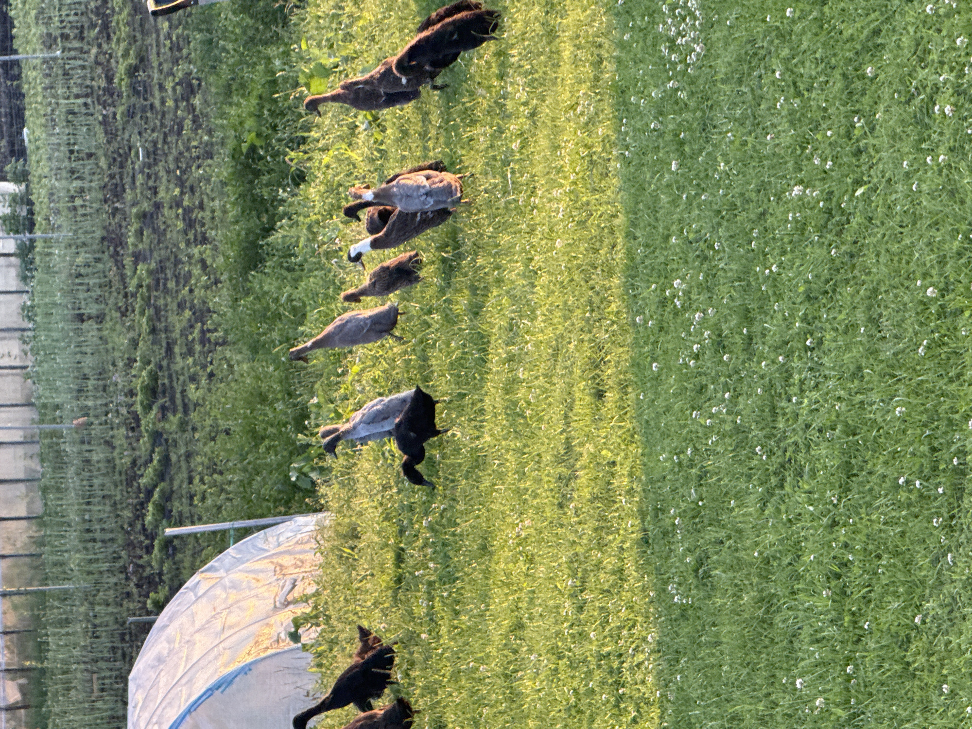 In Galinė, Lithuania, a flock of Indian Runner ducks grazes on a sunlit grassy field. The ducks, varying in color from dark brown to grey and white, are scattered across the lawn, some standing upright, others foraging with their heads down. In the background, a white greenhouse-like structure is visible, partially illuminated by the golden hour light. Beyond that, rows of crops are planted in dark soil, bordered by fencing. The scene captures a peaceful moment of rural life at dusk.