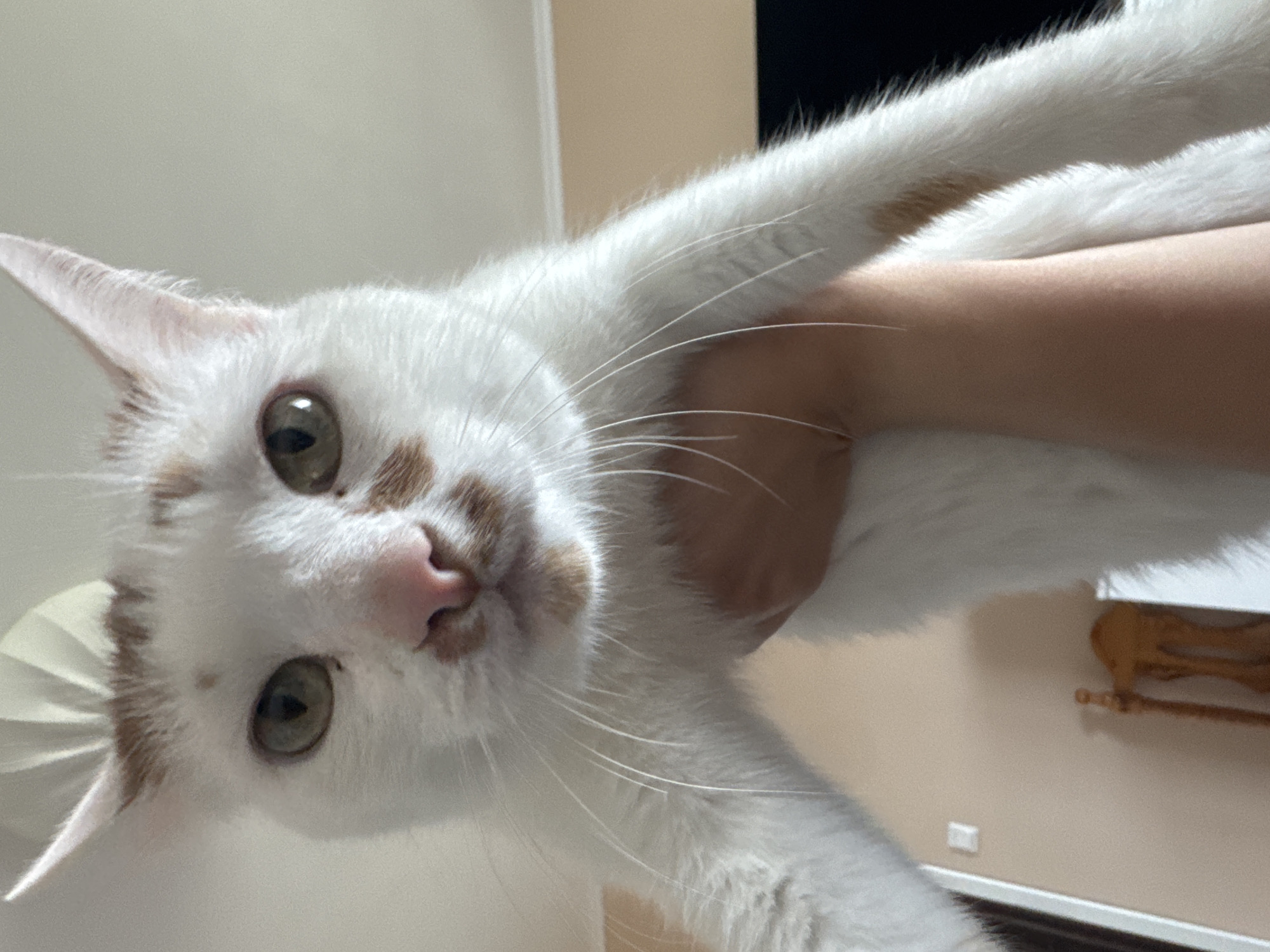 A white cat with orange markings is held up by a person's arm, so its face is close to the camera. The cat's eyes are green, and its nose is pink. The background is a wall and a ceiling, with a hint of a wooden object and a light switch. No specific location in Sofia, Bulgaria, can be determined from the image.