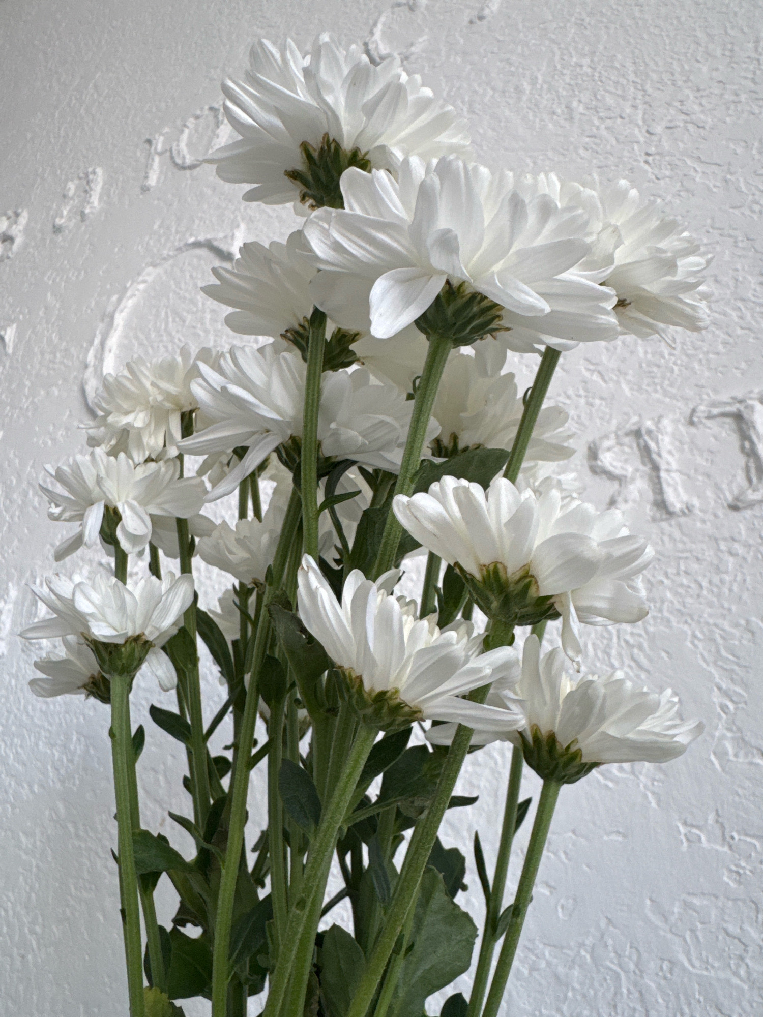 A bouquet of white chrysanthemums is arranged in front of a textured white wall with raised decorative elements. The flowers are in various stages of bloom, with some fully open and others still budding. The stems are green and leafy. The overall lighting is bright and diffused, casting soft shadows on the wall. The scene appears to be indoors. There are no people or animals present. The image is a close-up shot, focusing on the details of the flowers and the wall. There is no information available to place this scene in Ufa, Russia.
