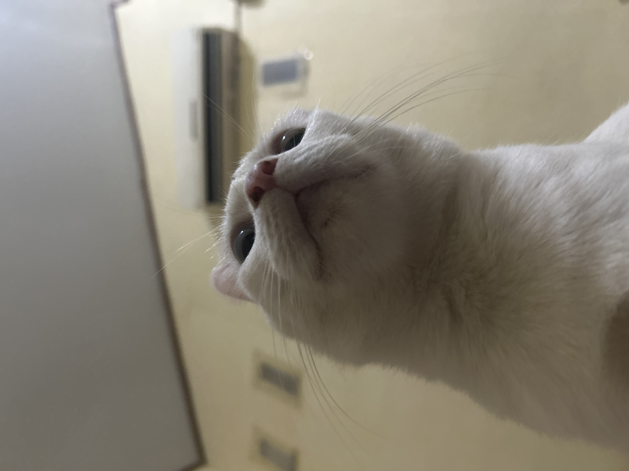 In Makassar, Indonesia, a close-up, low-angle shot captures a white cat looking upwards. The cat's face, with its pink nose and dark eyes, is the primary subject. Its whiskers are prominent. In the background, a beige wall is visible, featuring an air conditioning unit and two rectangular wall fixtures. The ceiling is light-colored. The overall lighting suggests an indoor environment, possibly a home.