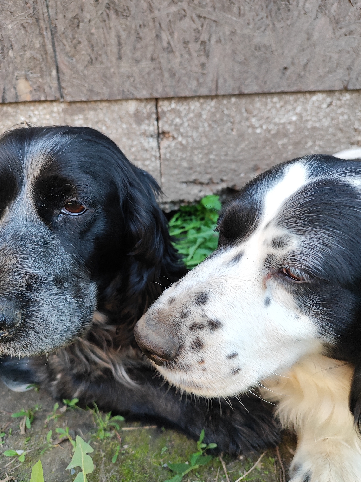 Two dogs are lying down outdoors, their faces close together. The dog on the left has black fur with grey speckled markings on its face and a dark brown eye. The dog on the right has a black and white coat with black spots on its white muzzle and a brown eye. They are positioned in front of a weathered wooden wall and a patchy green ground with some weeds. The scene appears to be in a rural or backyard setting.
