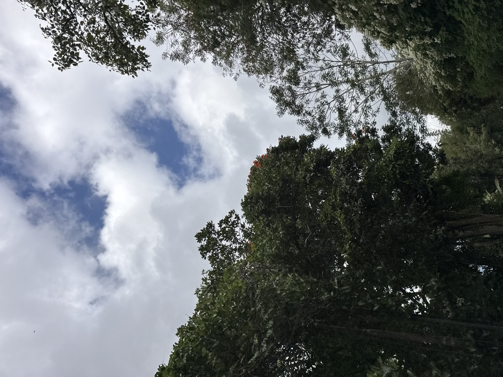 The image shows a view looking up towards the sky through the canopies of lush green trees. The sky is partially cloudy with patches of blue visible. The foreground is dominated by dense foliage, with various types of trees and their leaves creating a layered effect. In the upper left corner, a small, distant object, possibly a drone or a small aircraft, is visible against the clouds. The scene appears to be a natural outdoor setting, likely a park or a forest area within Kintamani, Indonesia, characterized by abundant vegetation and a cloudy sky. There are no people or specific structures readily identifiable in the image, focusing primarily on the natural environment.