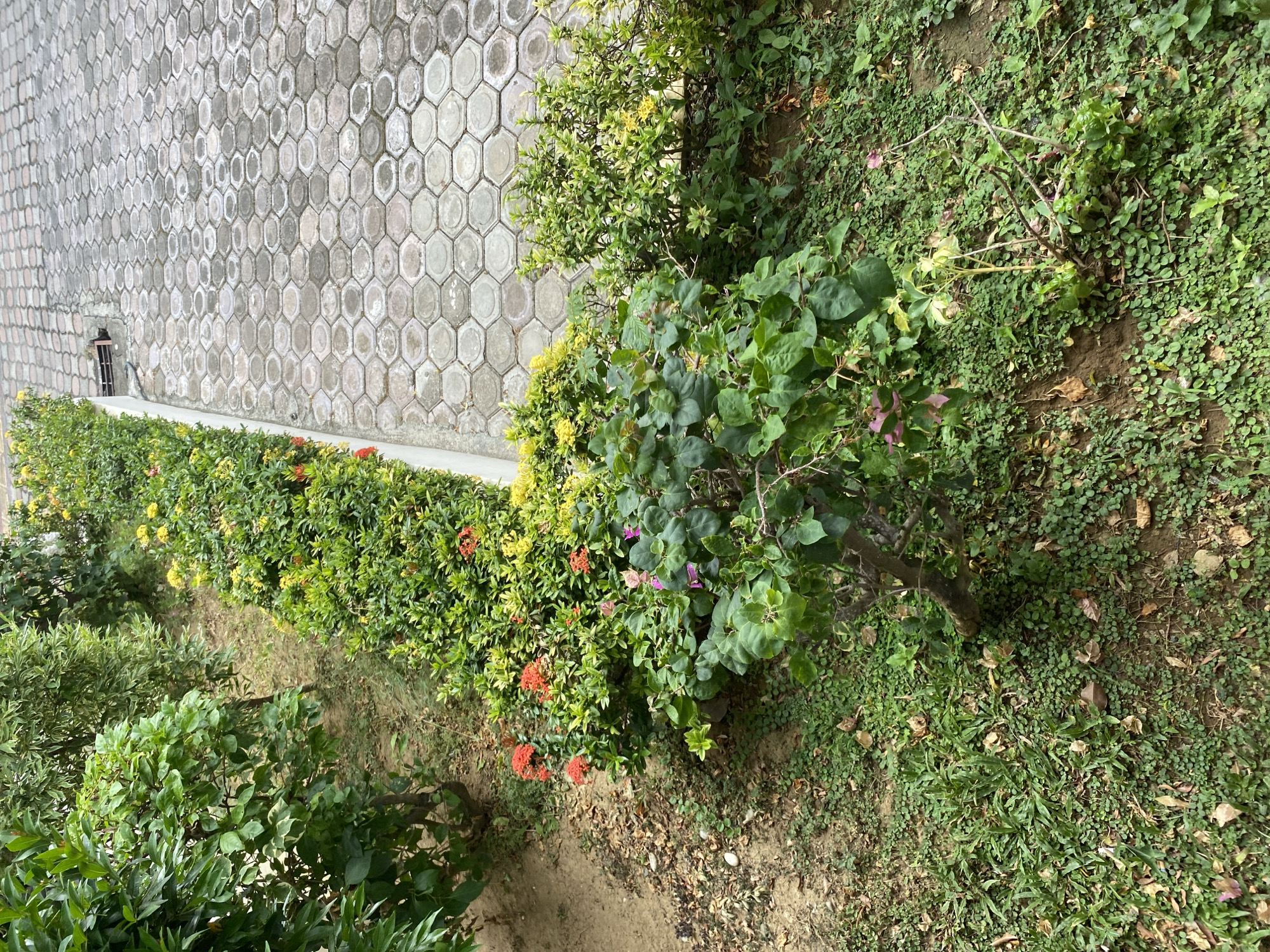An eye-level, medium shot captures a landscaped area with a stone walkway. The walkway is composed of hexagonal concrete pavers, interspersed with dirt and ground cover. To the left of the walkway, a lush green hedge of Ixora plants with vibrant red flowers runs along the edge. Further to the left, a row of trees with variegated leaves provides shade. In the foreground, a small, leafy bush with a visible wooden trunk is situated on a bed of green ground cover. The scene is brightly lit, suggesting it was taken during the daytime. There are no people or animals present in the image.