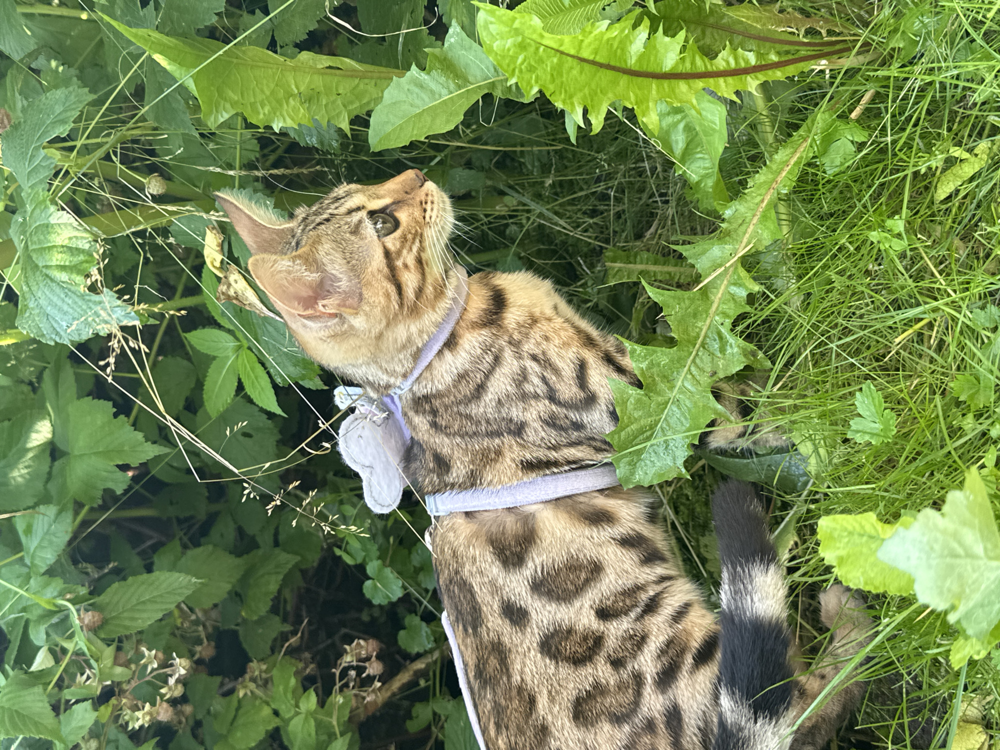A Bengal cat, wearing a light purple harness with a white butterfly-shaped accessory, is positioned in a garden. The cat is facing right, with its body angled away from the camera. It is surrounded by lush green foliage and grass. The background consists of dense green leaves and some dry grass stalks. The lighting suggests it is daytime. The cat's fur exhibits distinct dark spots against a lighter brown base, characteristic of its breed. Its tail, partially visible, shows alternating black and light brown rings. The image is cropped to focus on the cat and its immediate surroundings. The scene is outdoors, in what appears to be a natural or semi-wild environment, possibly a backyard or park.