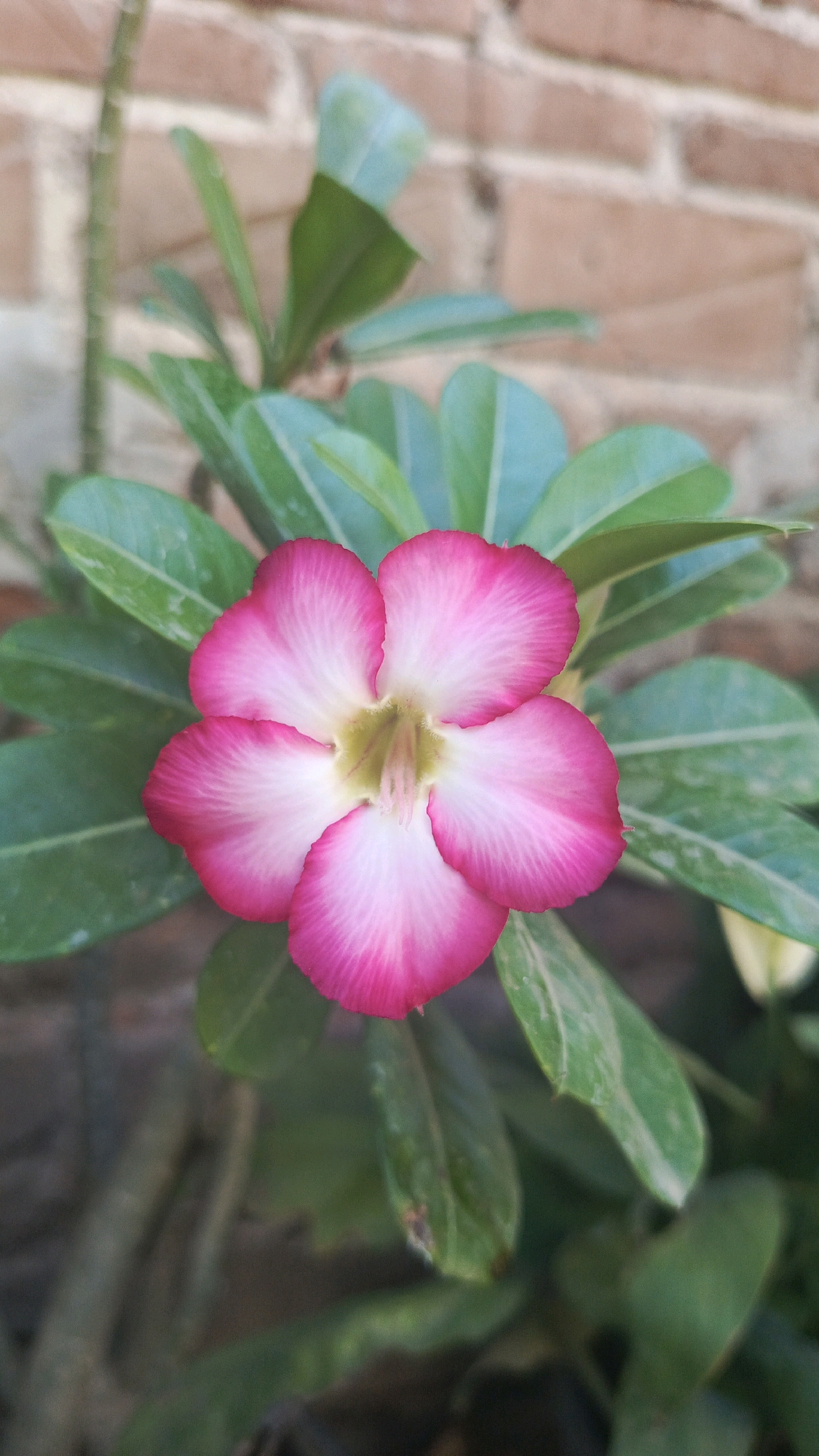 A close-up, eye-level shot showcases a vibrant pink and white Adenium flower in full bloom. The flower's petals are elegantly shaped, with a deep fuchsia at the edges that fades into a delicate white towards the center, where a pale yellow stigma is visible. The flower is surrounded by lush green leaves, some of which show slight imperfections. The background features a textured brick wall, slightly out of focus, and hints of other foliage. The lighting suggests it is daytime. The overall impression is one of natural beauty and tranquility. This image is located in Bajang, Indonesia.