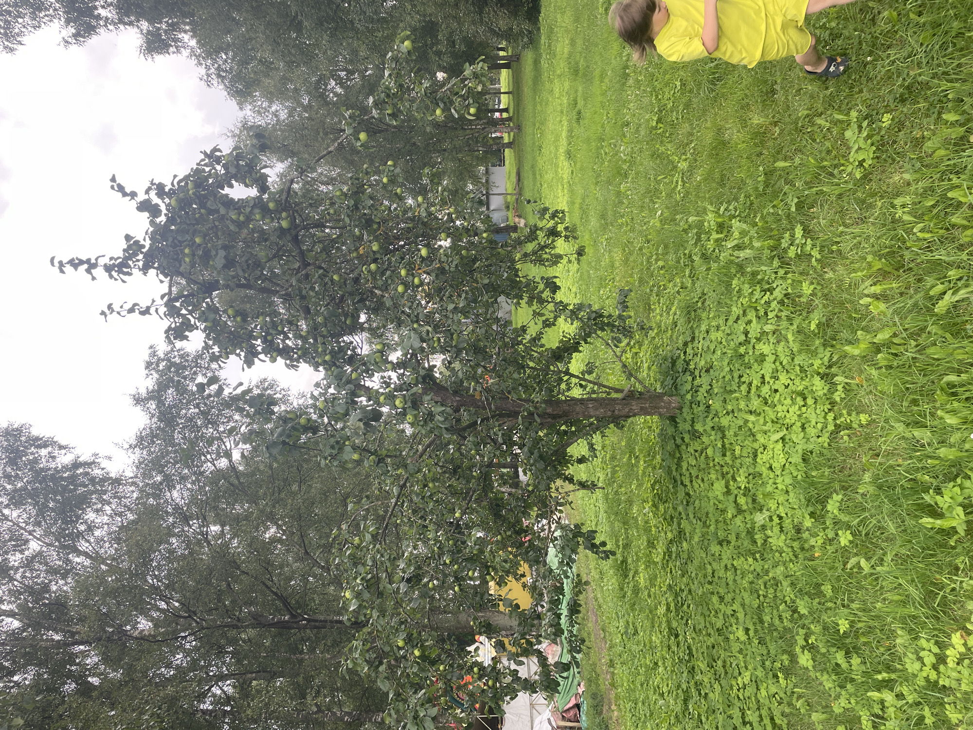 In Kirovsk, Russia, an outdoor scene unfolds with a prominent apple tree laden with green apples at its center. The tree stands in a lush, green grassy area, possibly a yard or park, with scattered smaller plants covering the ground. Beyond the apple tree, a line of birch trees with their distinctive white bark creates a natural backdrop, suggesting a forested or park-like environment within the city. In the distance, several low-rise buildings, possibly residential or utility structures, are visible through the trees. To the right foreground, a child wearing a bright yellow t-shirt and shorts runs across the grass, their movement blurred, indicating activity in the scene. The sky above is overcast with gray clouds. The overall impression is a slightly damp, verdant summer day.