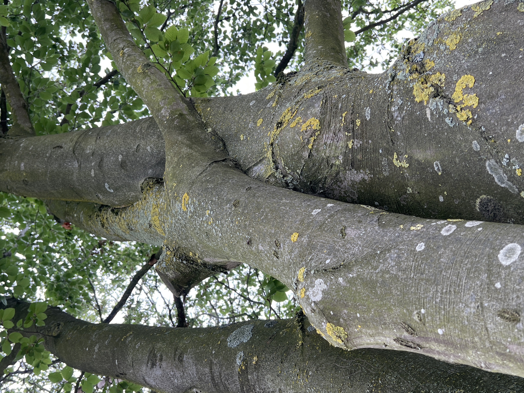 The image shows a low-angle view of three intertwined tree trunks in Denderleeuw, Belgium. The trunks are covered in moss and lichen, with some patches of yellow and gray. The bark has a rough texture with horizontal striations. The leaves of the trees are visible at the top of the frame, forming a green canopy against a bright sky. The scene is natural and undisturbed. No people or animals are present.