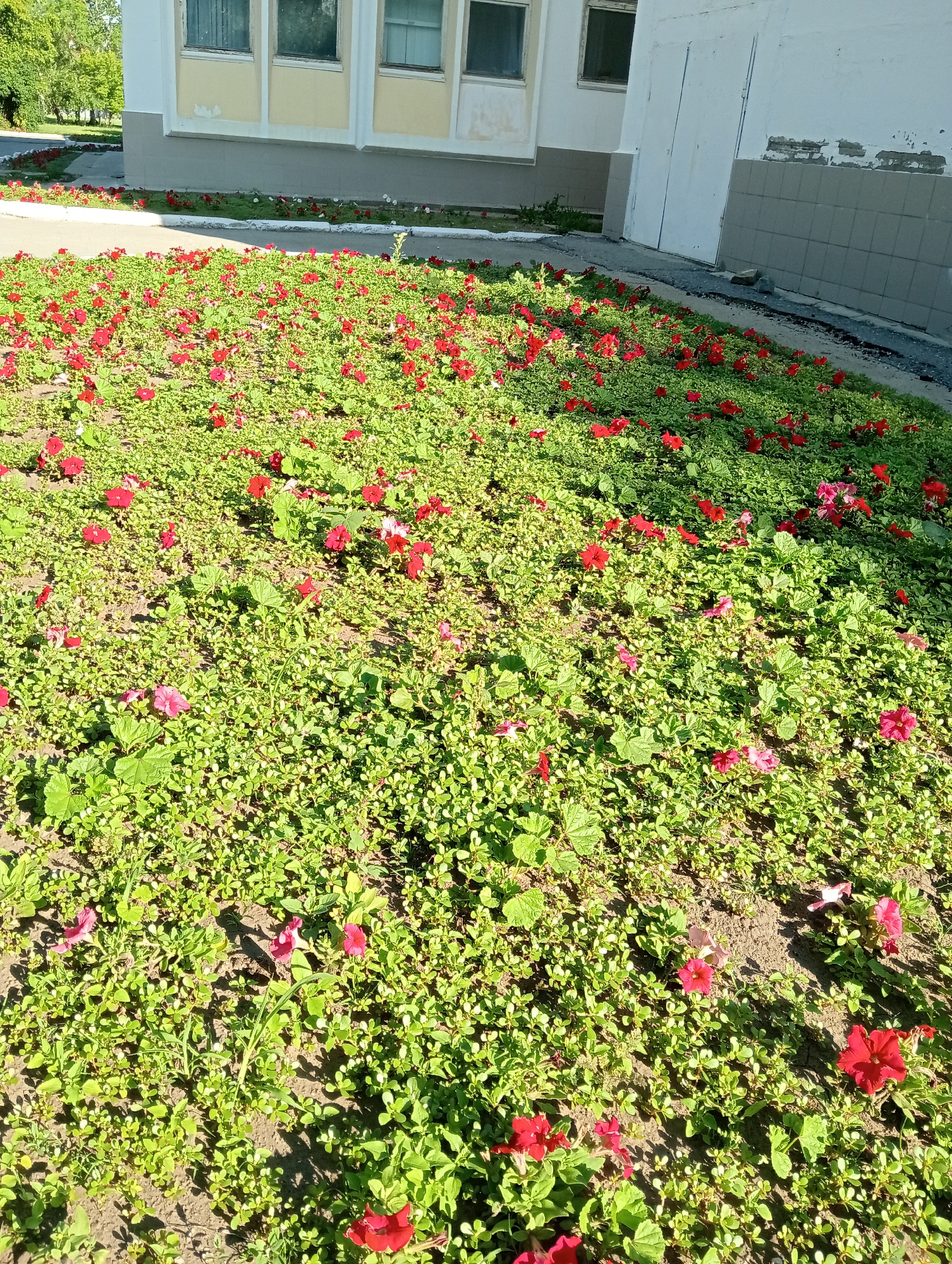 The image shows a flowerbed with numerous red and pink petunias blooming. The flowers are interspersed with green ground cover and some larger green leaves. The flowerbed is located in front of a building with a light yellow facade and white trim. The building has several windows. To the right of the building, there is a white wall with a tiled section near the bottom. The ground surrounding the flowerbed appears to be concrete or asphalt, with some dirt visible within the flowerbed itself. Trees and foliage are visible in the background to the left of the building. The lighting suggests it is daytime and sunny, with some shadows cast on the ground.