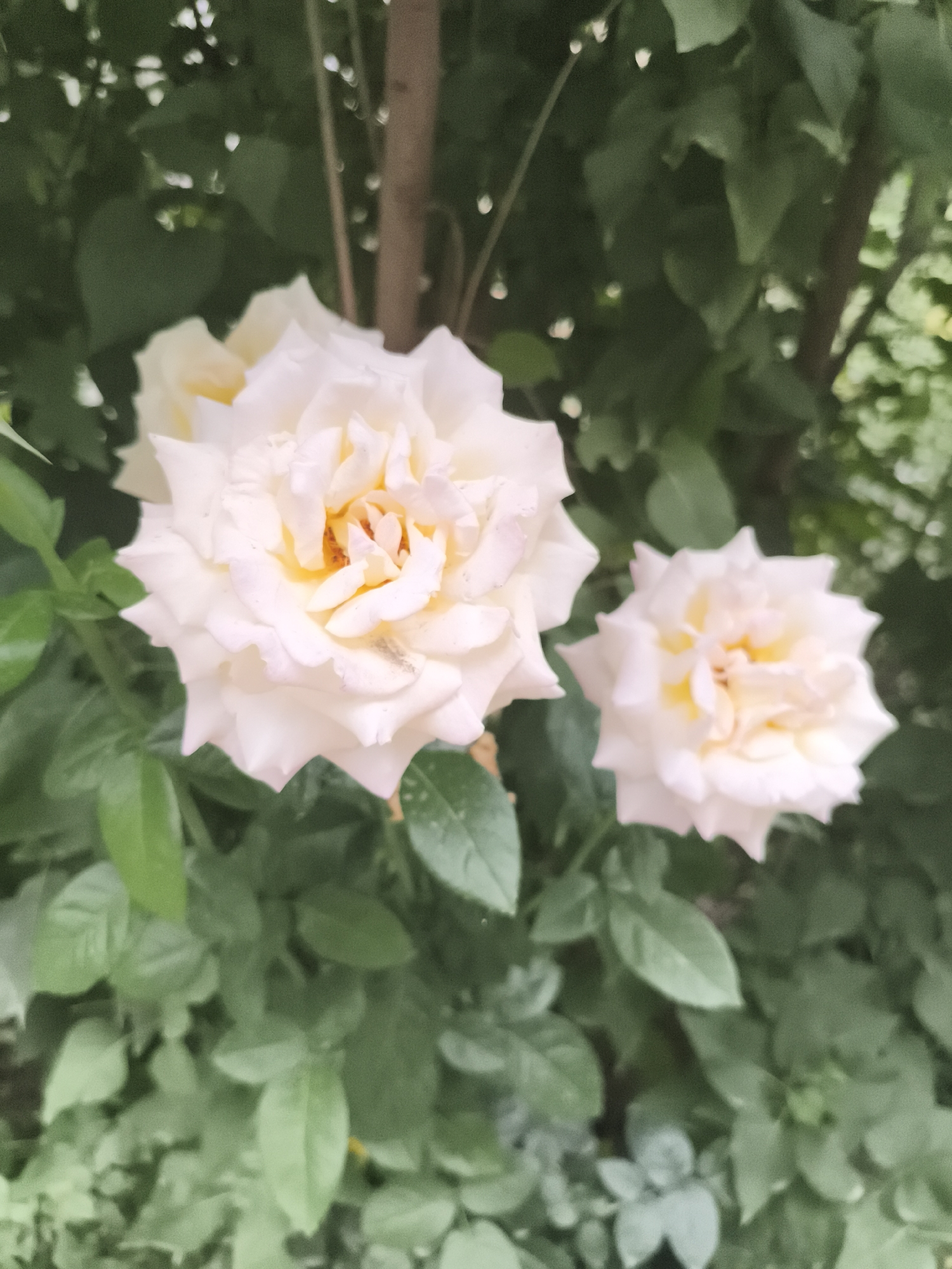 The image displays two pale pink roses in bloom, set against a backdrop of lush green foliage. The roses are the primary subjects, with intricate petal formations and hints of yellow at their centers. The surrounding leaves are varied in size and shape, contributing to a natural, garden-like environment. The background is softly blurred, suggesting the photo was taken outdoors, likely in a park or a private garden within Bishkek City, Kyrgyzstan. There are no people or visible actions depicted. The scene is static and peaceful.