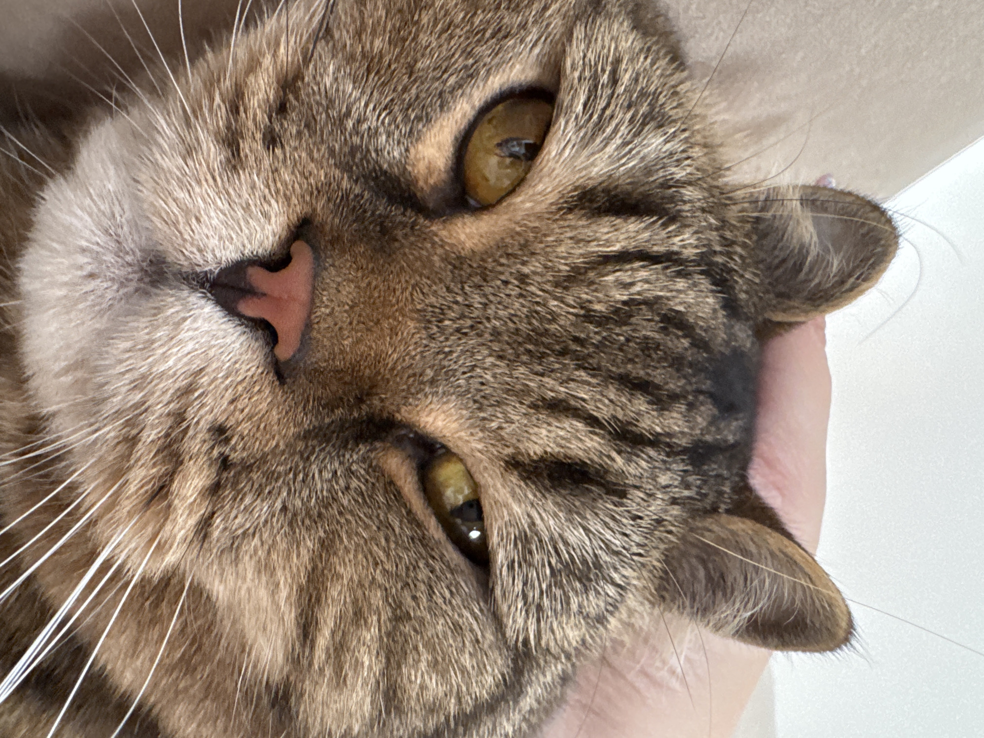 The image is a close-up, low-angle shot of a tabby cat's face, with a human hand gently stroking its head. The cat's eyes are open and appear to be a yellowish-green color. The cat's fur is brown with darker stripes. Its nose is pink. The background is blurred and appears to be indoors, possibly on a couch or bed. There is no visible indication of the location being Mikhaylovsk, Russia.