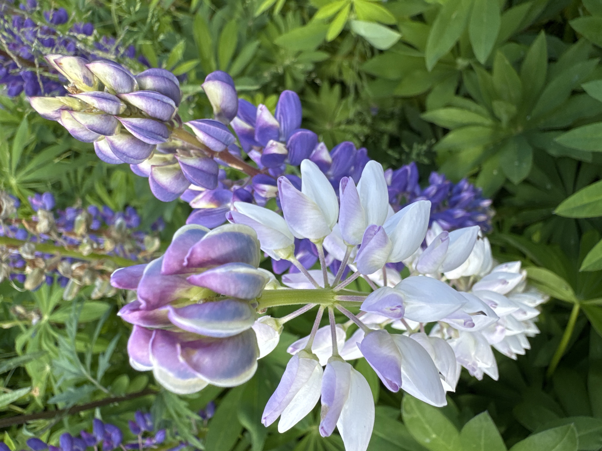 This is a close-up, eye-level, outdoor shot of lupine flowers in varying stages of bloom. The flowers are predominantly in shades of purple and white, with some buds showing a lighter purple and white hue. The foliage is a vibrant green, creating a lush backdrop for the flowers. The image focuses on the intricate details of the petals and the clustered arrangement of the flower stalks. No people or man-made structures are visible. The setting appears to be a natural environment, likely a garden or a wild area, with no specific urban features of Unknown, Russia, discernable.