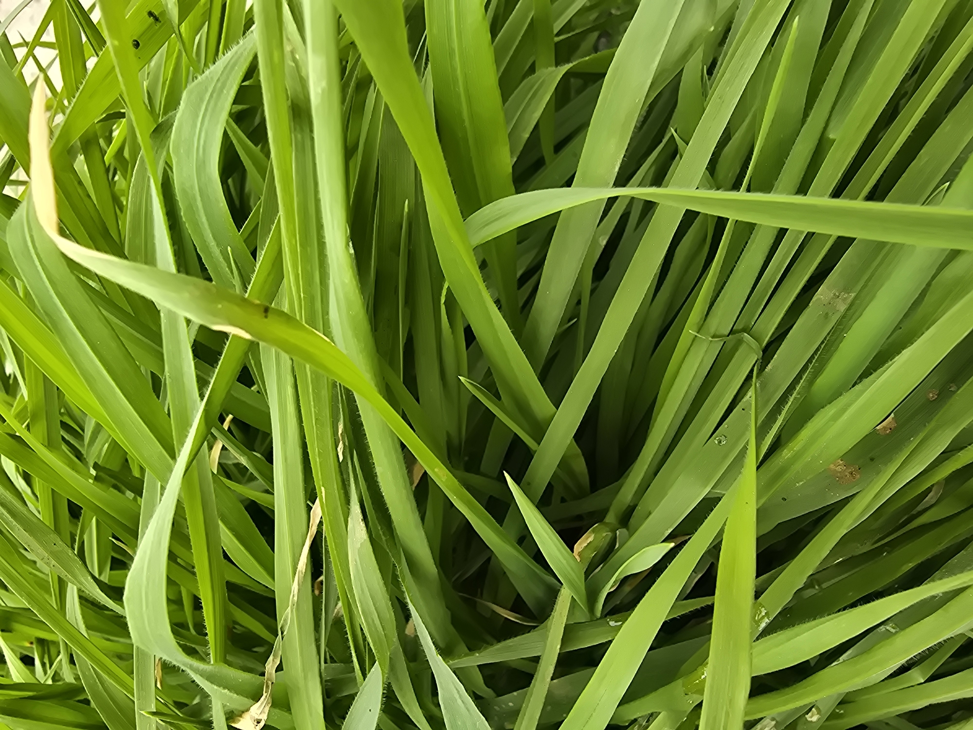 The image shows a close-up view of dense, green grass. The blades are long and narrow, with varying shades of green. Some blades have a slight yellowing. The grass appears to be growing tightly together, creating a textured surface. The location is unknown.