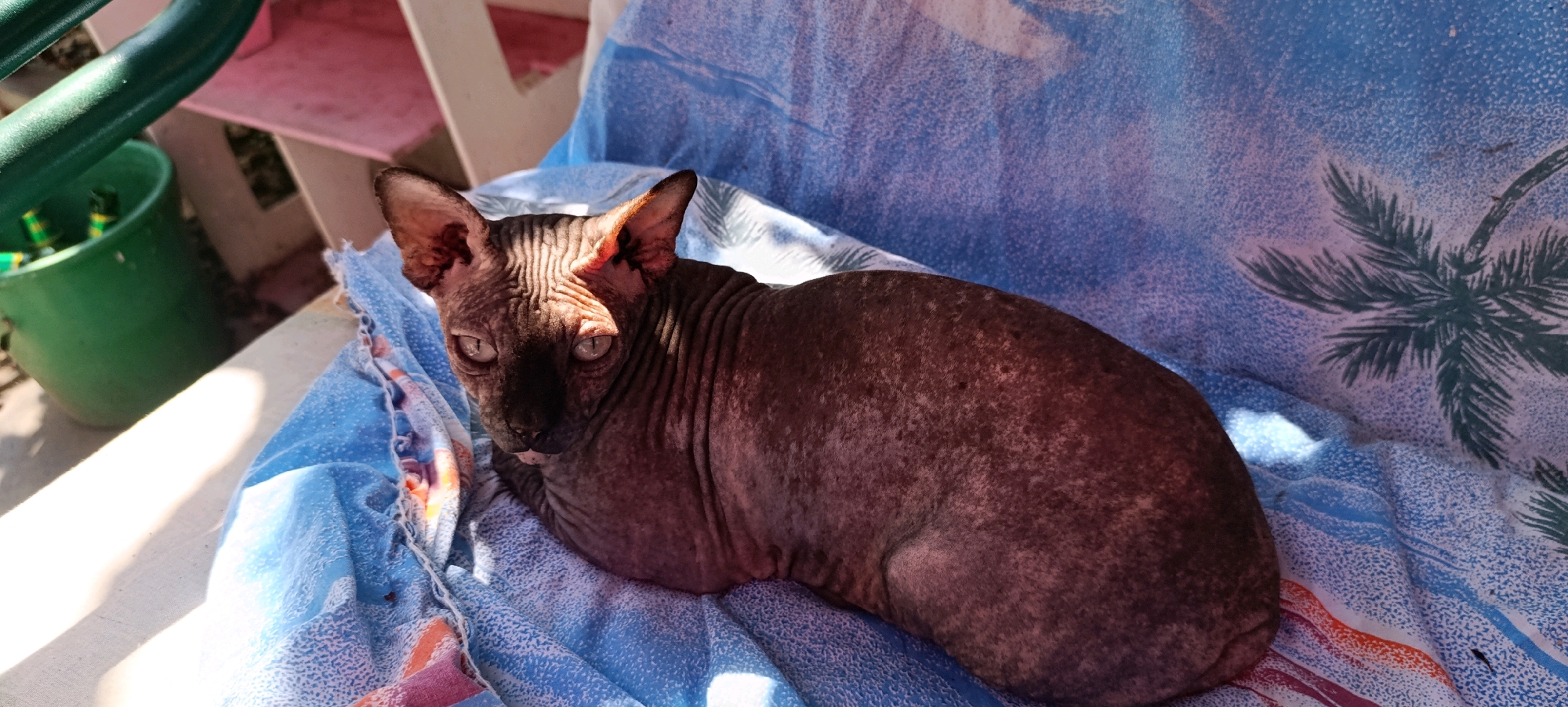 A hairless cat with wrinkled brown skin and light-colored eyes is lying on a blue blanket with a palm tree pattern. The blanket is on a chair, and sunlight is casting shadows. In the background, there is a green bucket and part of a pink structure. The image appears to be taken outdoors.