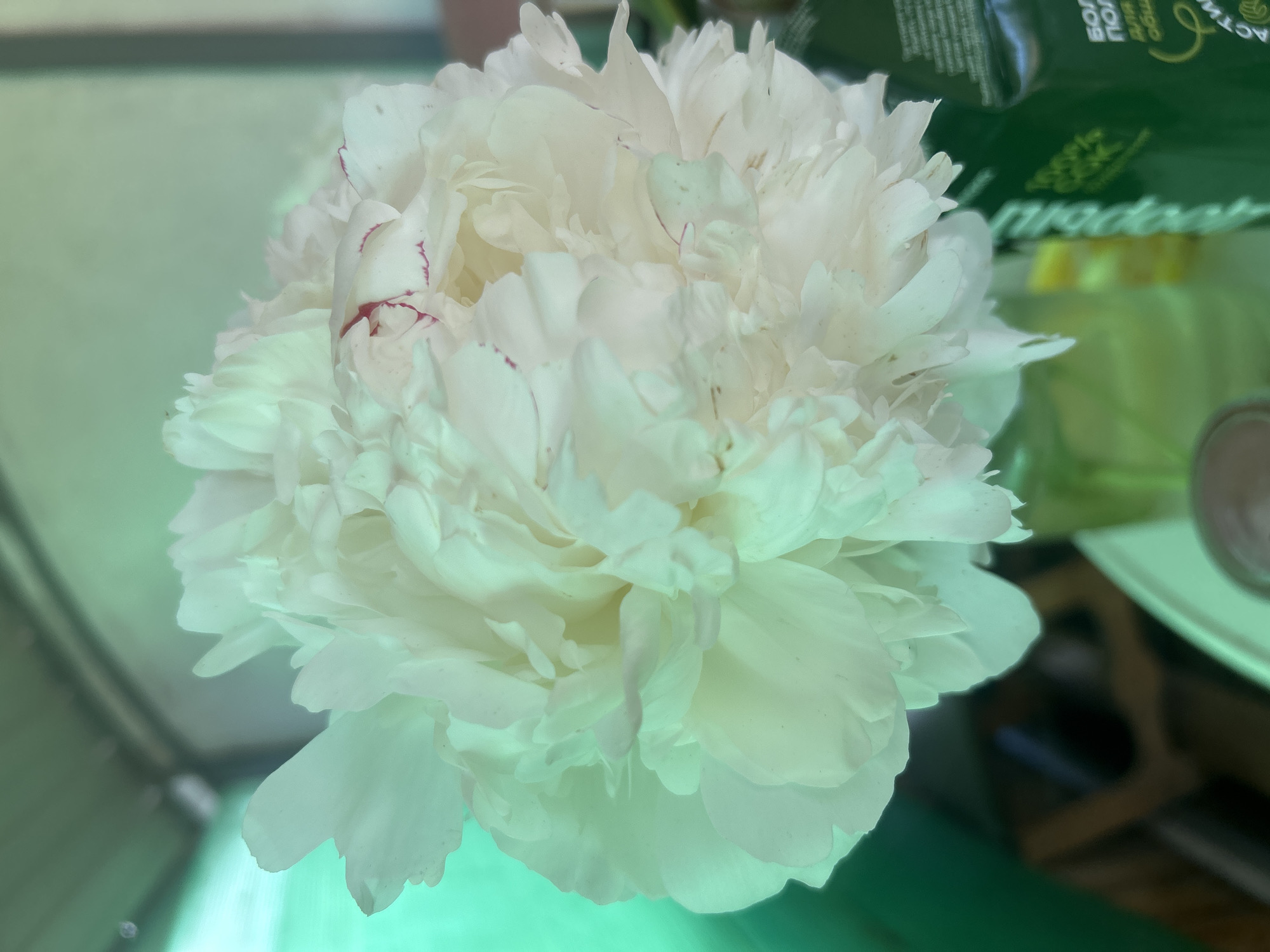 The image displays a close-up of a large, white peony flower with subtle hints of pink on its petals. The flower is lush and full, with many layered petals that create a soft, voluminous appearance. The background is out of focus, but suggests an indoor setting with a green surface in the foreground and a blurred green object with text on the right. The lighting appears to be natural and soft, possibly from a window, casting a gentle glow on the flower. There is some text visible on the green object in the background. One portion reads "БОЛ", and another part appears to be "ПОЛ" and "актив". There are also some Cyrillic characters that are partially obscured. The overall impression is one of natural beauty and tranquility. The location context is Lotoshino, Russia, but there are no specific visual cues in the image to confirm this.