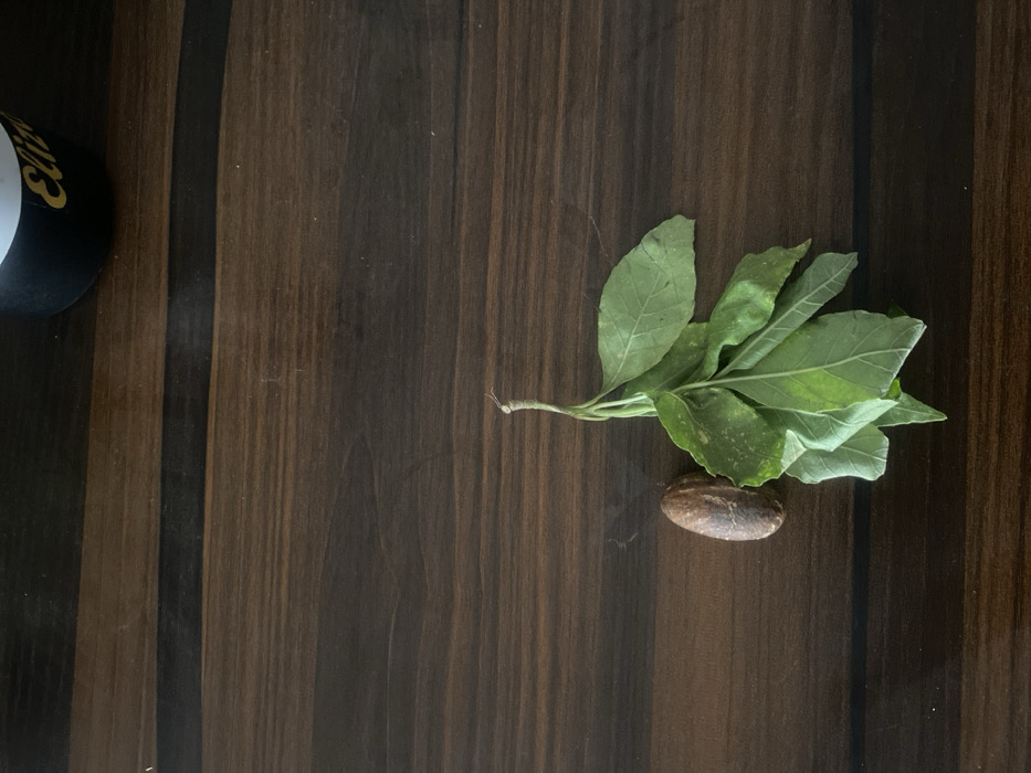 The image displays a still life arrangement on a dark brown wooden surface, within a context identified as Fajo 2 Division Range, Nigeria. In the lower-middle portion of the frame, a single oblong, dark brown seed or nut, approximately 4 cm in length, is positioned on the left. To its immediate right lies a small cluster of vibrant green leaves attached to a slender stem, extending upwards and slightly to the right. The leaves exhibit some textural variations and minor blemishes. The wooden surface beneath these items features prominent horizontal grain patterns and minor superficial marks. In the upper-right corner, a portion of a black cylindrical object with yellow lettering, possibly "Eliz" or "Elite," is visible, suggesting a container or cup. No individuals are present, and no specific actions or interactions are depicted. The lighting appears uniform, illuminating the scene without casting prominent shadows.