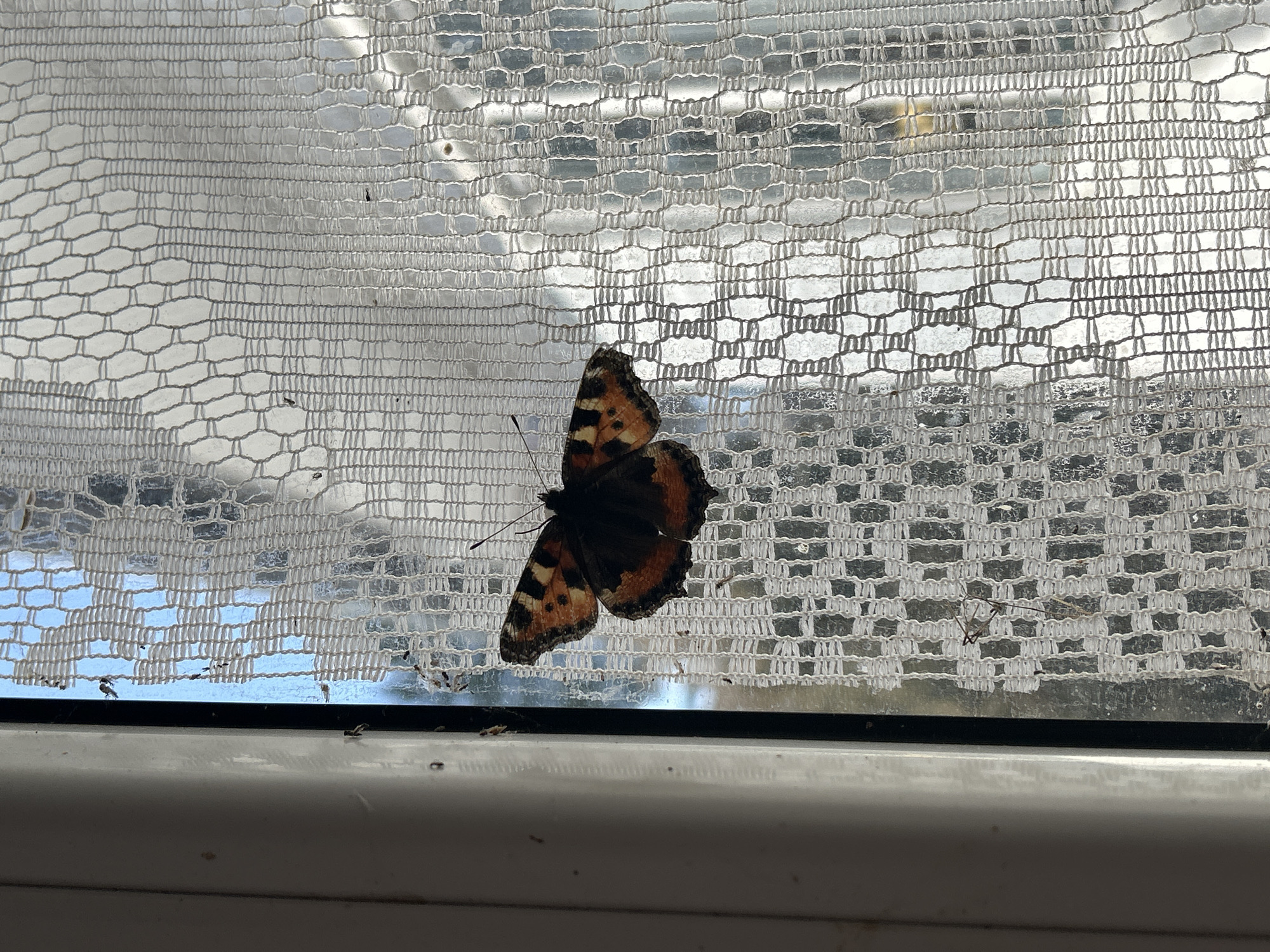 A butterfly rests on a lace curtain covering a window in Фоки, Russia. The window frame is visible below the curtain.