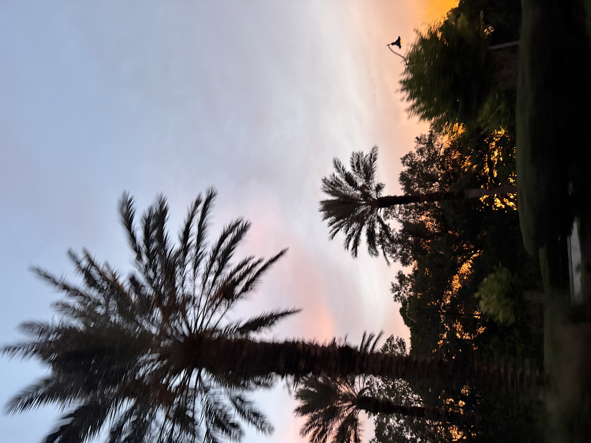The image captures a serene sunset scene in North Port, Florida, United States of America. Silhouetted against a gradient sky transitioning from pale blue to hues of pink and orange are several palm trees. The tallest palm, on the left, dominates the foreground, its fronds blurred by motion. To its right, a smaller palm tree stands, also silhouetted. The background features a dense line of dark green trees, with the vibrant orange sunset visible through gaps in the foliage, suggesting the sun is low on the horizon. A streetlamp with a distinct curved arm is visible on the right side of the frame, adding an element of urban infrastructure to the natural landscape. The overall impression is one of twilight beauty, with the natural elements of palm trees and sunset contrasting with the man-made streetlamp.