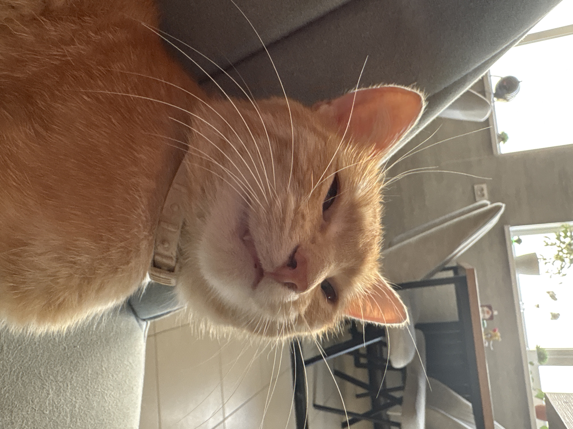 A close-up, eye-level shot captures an orange tabby cat wearing a light-colored collar, nestled in the embrace of a gray upholstered chair. The cat's eyes are partially closed, giving it a relaxed or sleepy appearance, and its mouth is slightly ajar, revealing a hint of its fangs. The background suggests an indoor setting, possibly a cafe or dining area, with a wooden table and chairs visible, illuminated by natural light streaming from a window. The environment appears to be a city location, but the specific city of Noviy, Russia cannot be determined from the image.