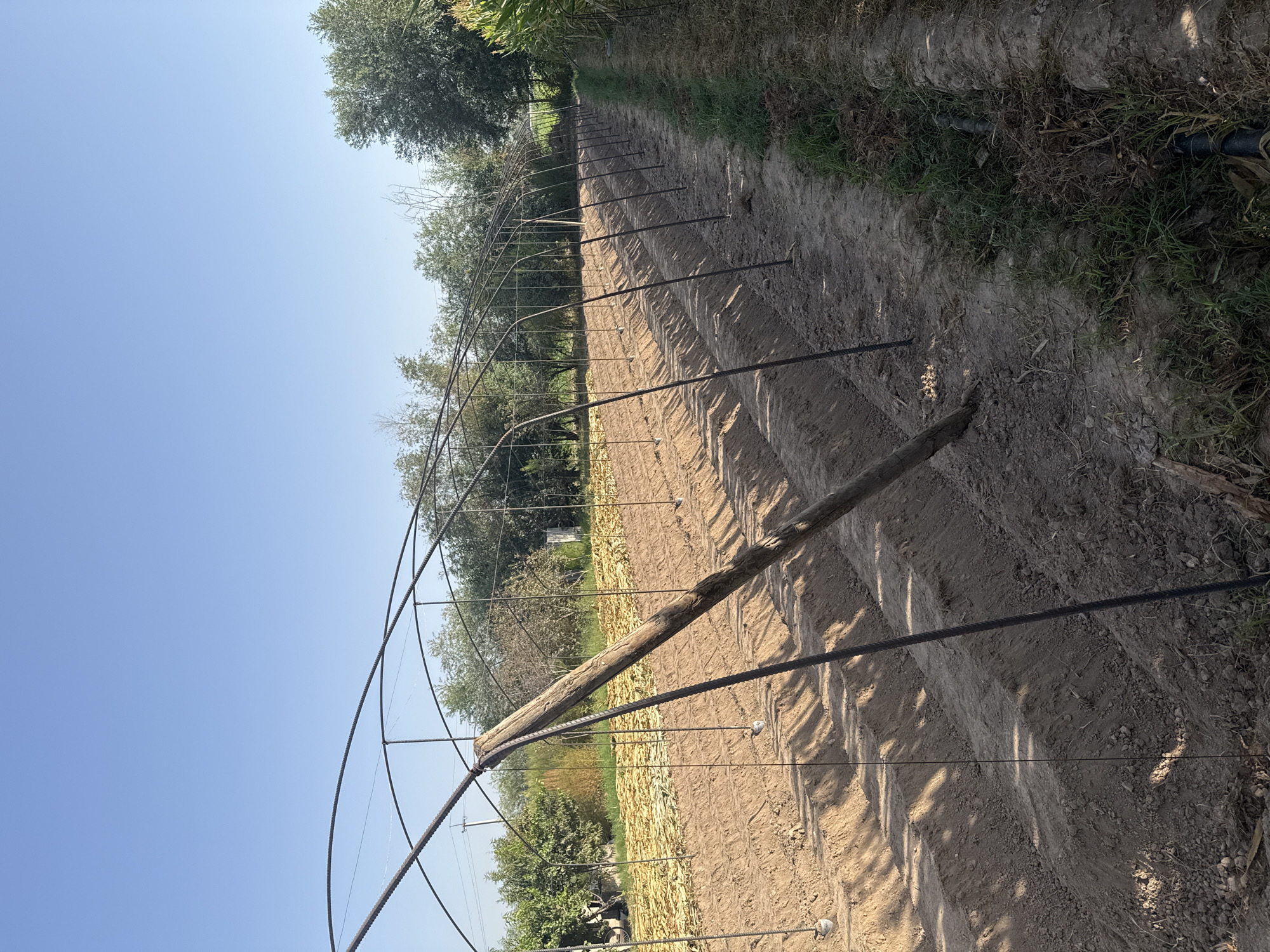 In Батрабат, Tajikistan, an agricultural field is prepared for a greenhouse. The ground is tilled into raised beds, and rebar hoops are being erected, forming the skeletal structure of the greenhouse. A rough wooden post supports one of the rebar arches. In the background, rows of what appear to be dried corn stalks are visible, along with scattered trees and a clear blue sky. The scene suggests ongoing construction and preparation for cultivation.