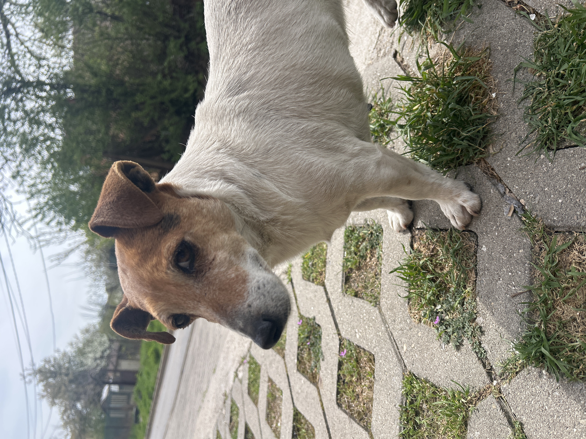 A medium-sized dog with a predominantly white body and brown markings on its head is standing on a gray concrete pathway. The pathway is made of interlocking pavers with patches of green grass and small purple flowers growing in between. The dog is looking down and to the side, towards the viewer. The background is blurred, showing green trees and foliage. The location appears to be an urban or suburban setting in Unknown, Unknown.
