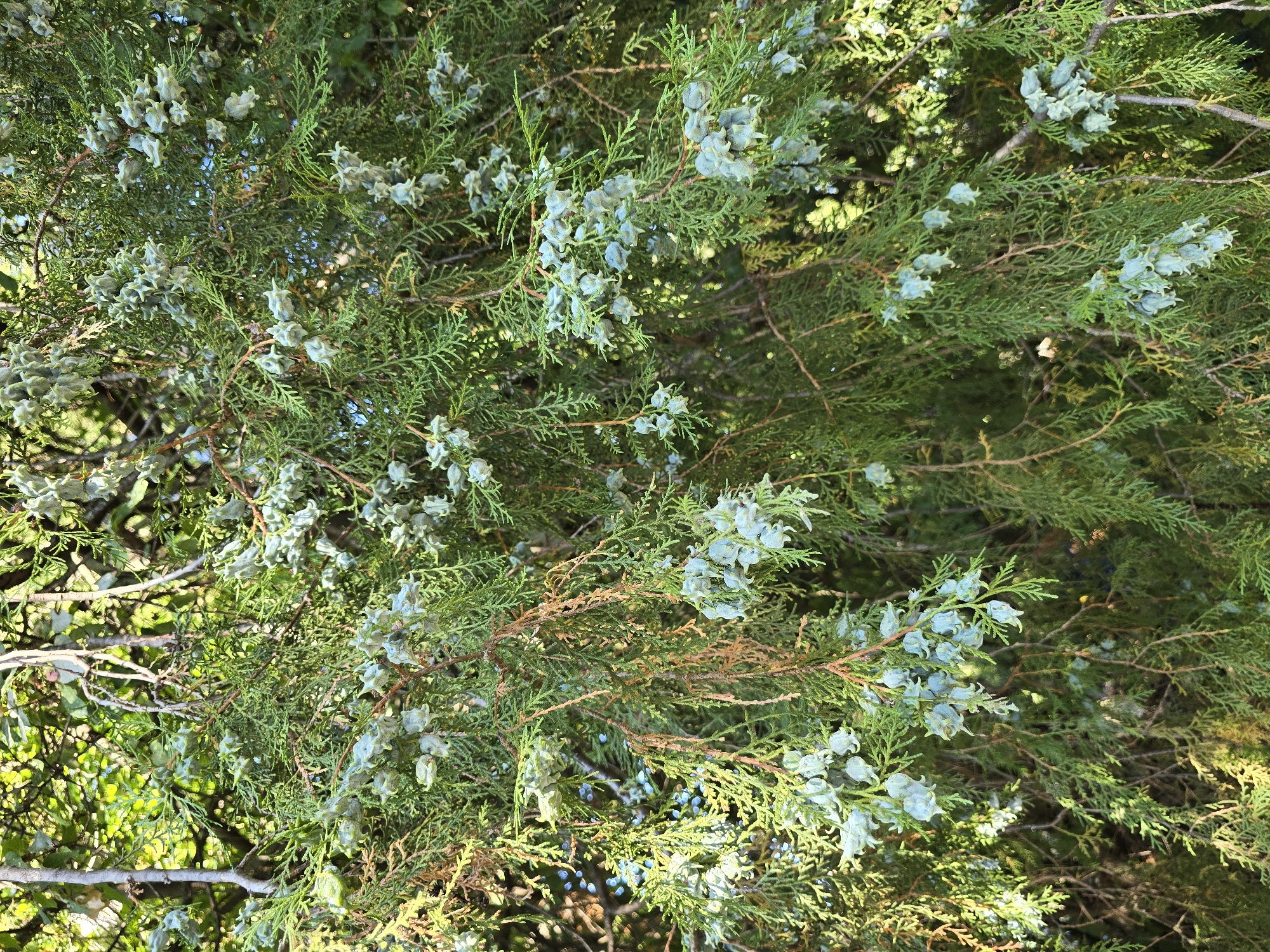 A close-up, eye-level, medium shot shows a dense evergreen tree with feathery foliage and clusters of light blue, bell-shaped seed cones hanging from its branches. The branches are a mix of green and brown, with some dried brown leaves interspersed. Sunlight filters through the leaves, creating highlights and shadows. The background is a blur of green foliage.