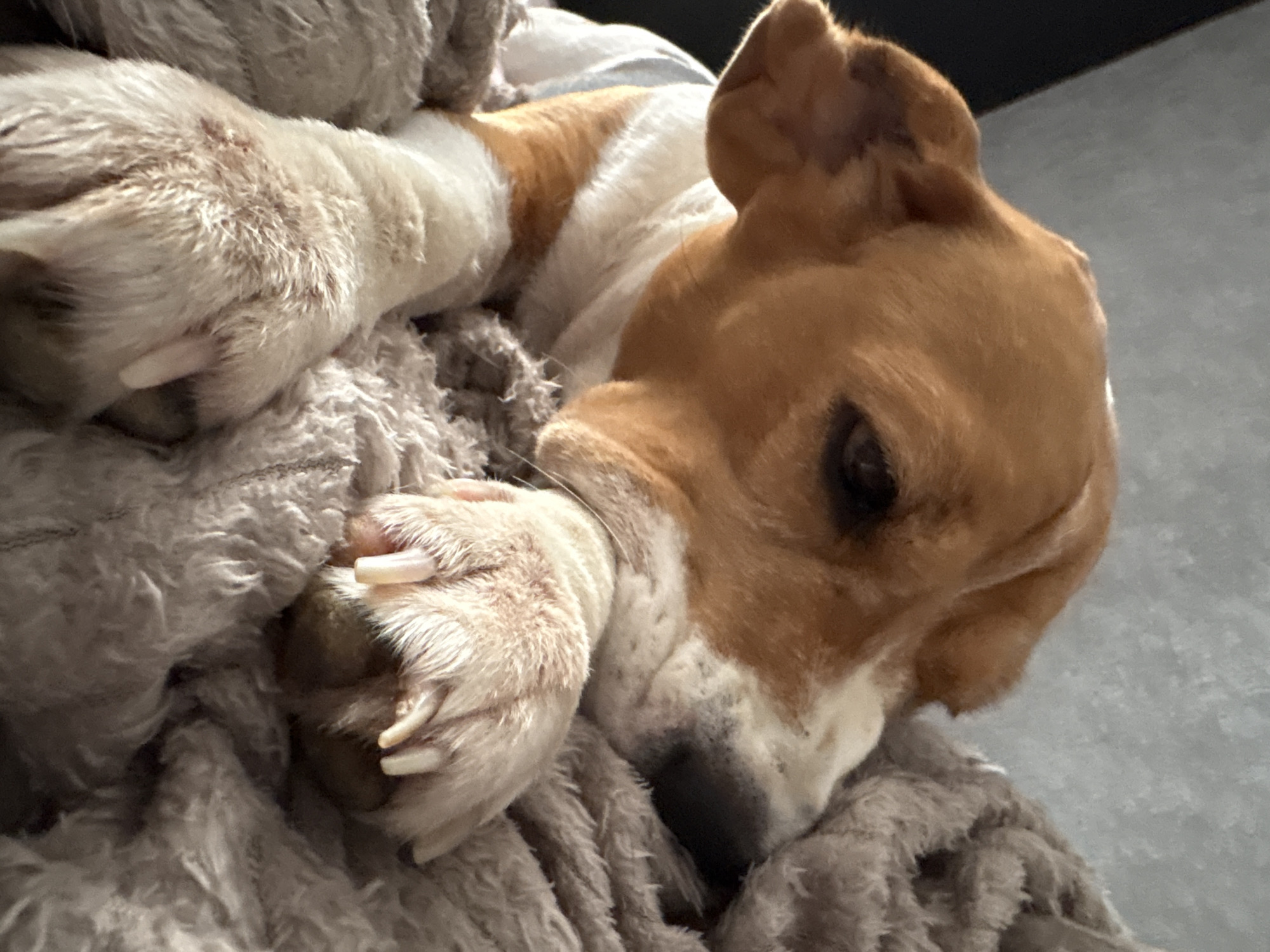A close-up, low-angle shot shows a beagle dog lying down on a gray, fuzzy blanket. The dog's head is turned to the right, with its nose resting on its paws. The dog has brown and white fur, with brown markings around its eyes and ears. Its eyes are partially closed, and its expression is relaxed. The blanket appears soft and plush. The background is out of focus, but appears to be a neutral gray wall. The image was taken indoors.