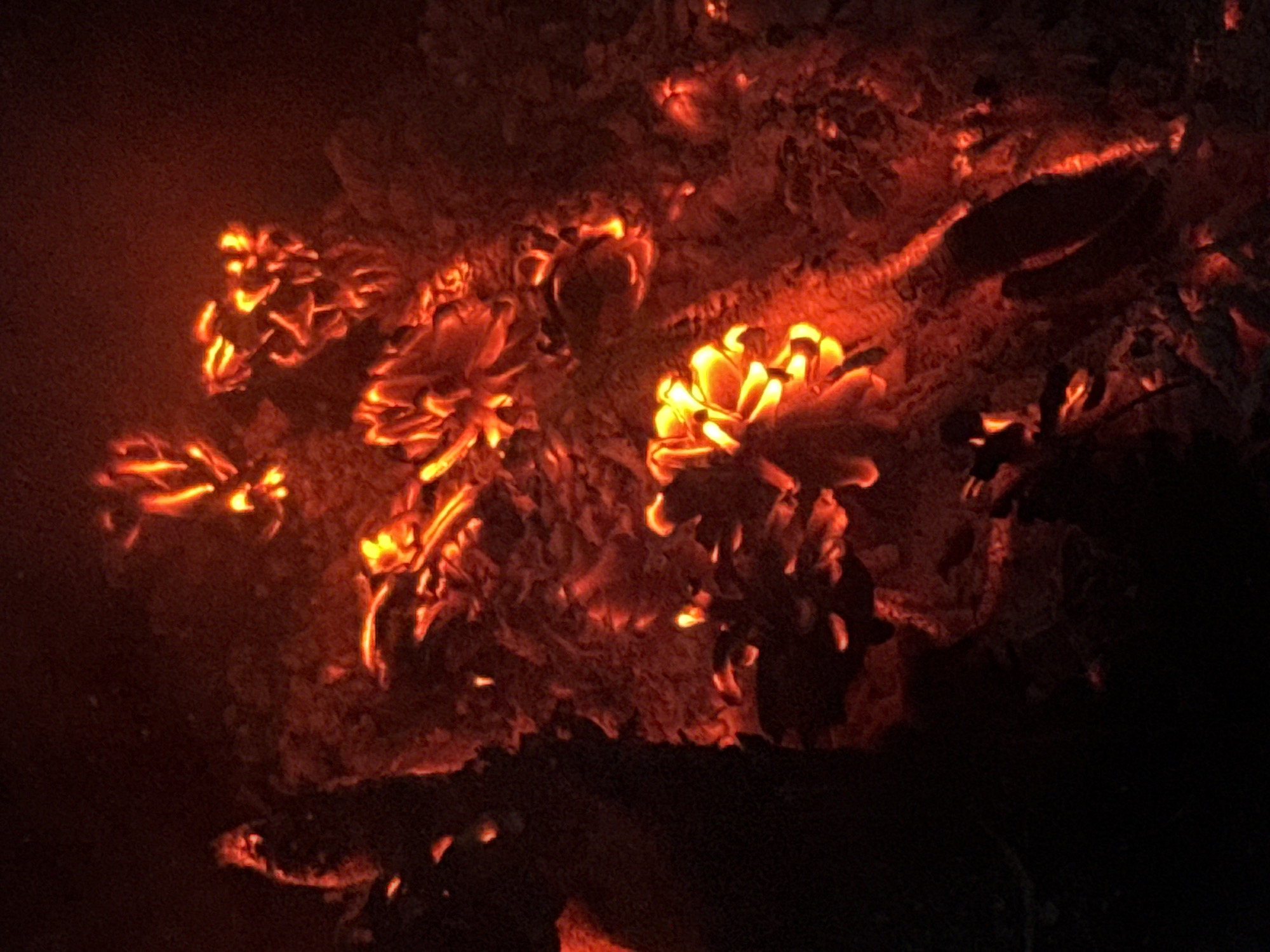 The image shows a close-up view of glowing embers and ash from a fire. The scene is dark, with the primary light source emanating from the intense orange and yellow glow of the hot coals. The texture of the ash is rough and uneven, with some areas appearing more compacted than others. Several clusters of embers are visible, some forming intricate, almost flower-like shapes. The overall impression is one of residual heat and the aftermath of a fire. There is no discernible location in the city of Shepelevo, Russia, depicted in this image.