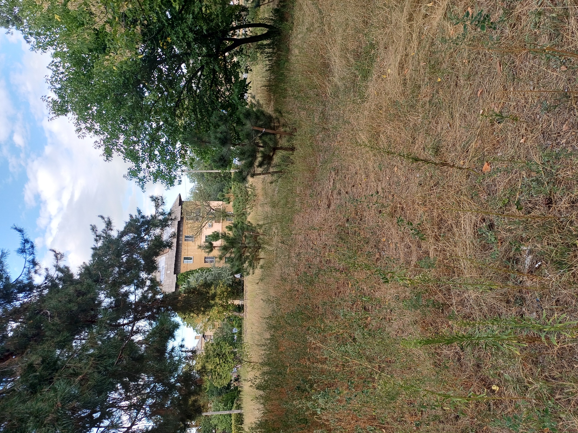 A medium shot captures a natural scene in a city park in Kyiv, Ukraine. In the background, a light yellow, three-story apartment building stands amongst green trees and a blue sky with scattered clouds. The building has a sloped, dark roof and visible windows. In the foreground, dry, tall grass dominates the landscape, with scattered green weeds and small pine saplings. A path is subtly visible through the dry grass. The overall impression is of a slightly overgrown, unkempt urban green space.