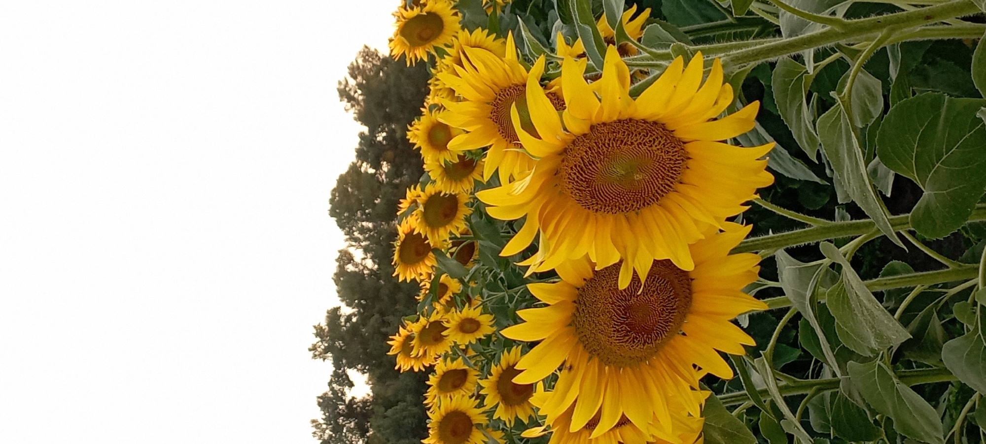 A vertical, medium shot captures a dense field of sunflowers in Radisne, Ukraine, under a pale, overcast sky. The foreground is dominated by the vibrant yellow petals and dark brown centers of several large sunflowers, their faces turned towards the viewer. Their green leaves and thick, hairy stalks are also visible. In the background, a line of dark green trees forms a dense canopy against the horizon. The overall impression is one of natural abundance and a tranquil rural setting.