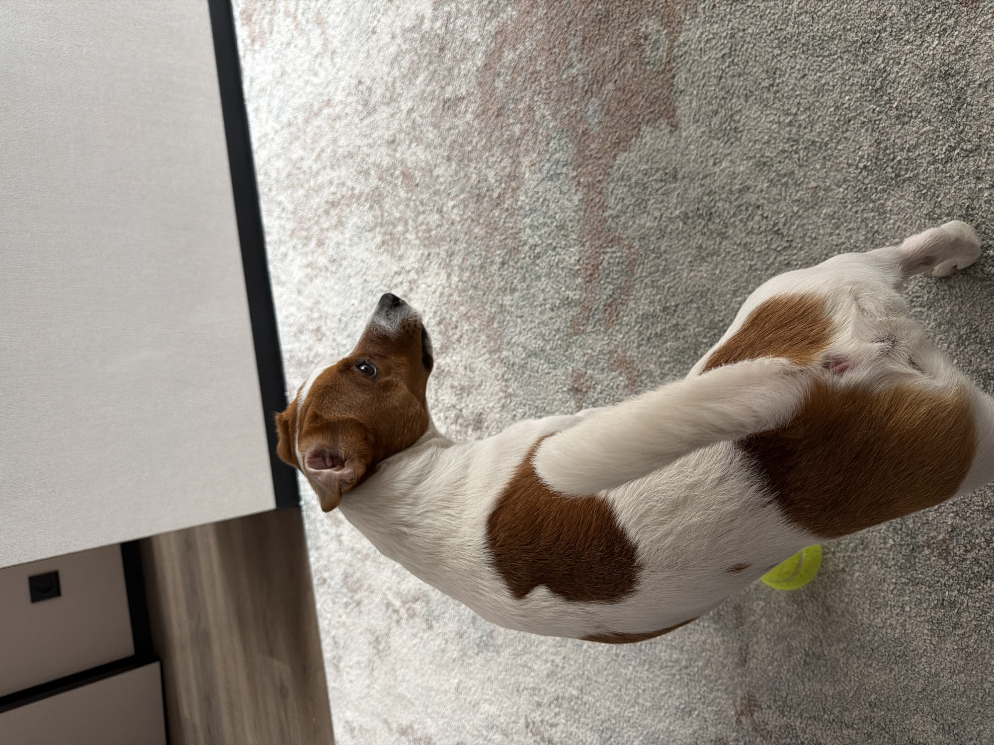A white and brown Jack Russell Terrier is positioned in the center of the frame, facing to the right and looking away from the camera. The dog is sitting on a grey carpet with a subtle pattern. A bright yellow tennis ball is partially visible beneath the dog's hindquarters. The background consists of a wall and wooden flooring. The scene is indoors.