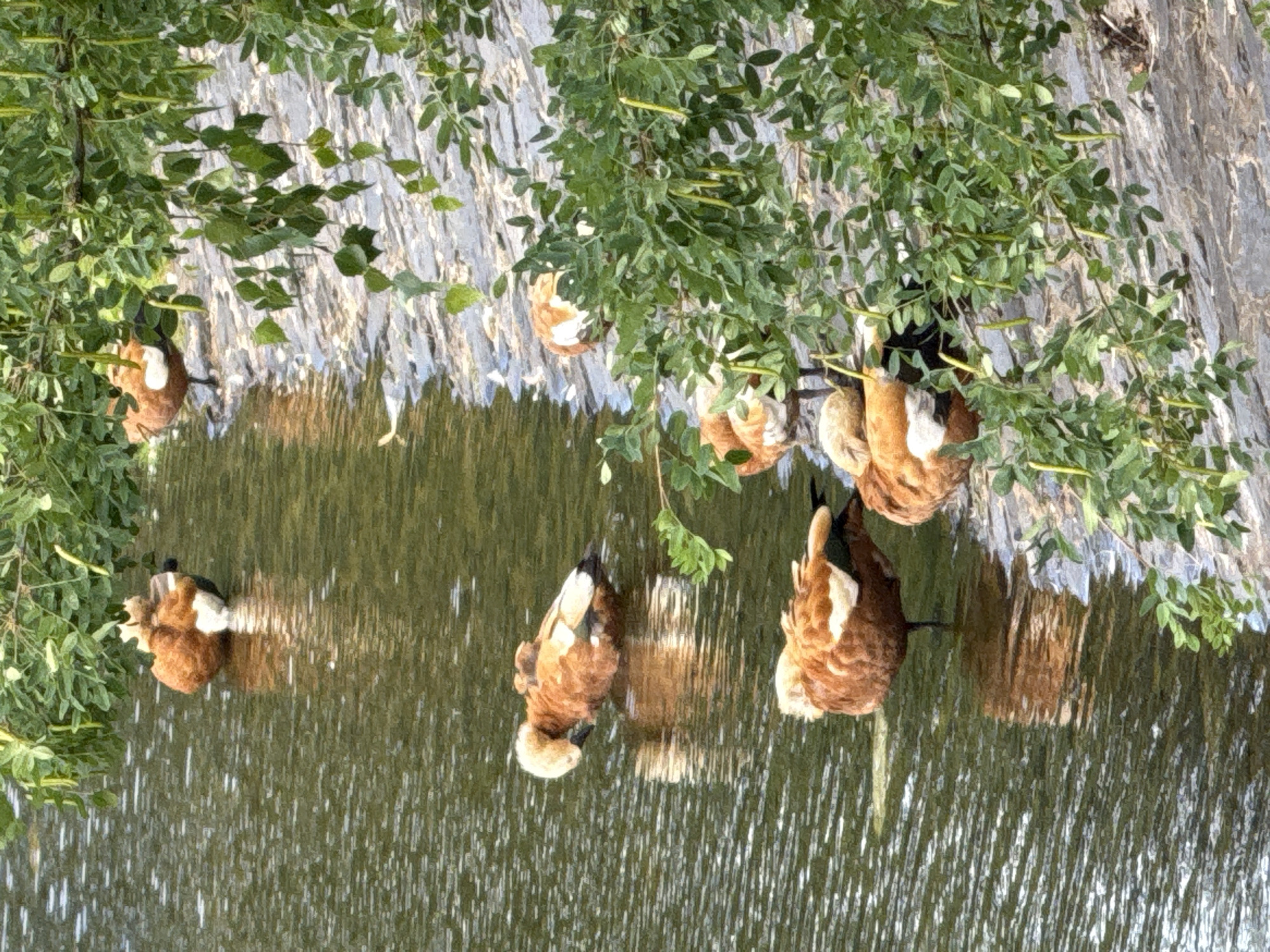 Six ruddy shelducks are in and near the shallow water of a pond. The ducks are mostly reddish-brown with lighter head feathers and some white and black markings. One duck is grooming its head with its beak, and another is standing on one leg with its head tucked into its body. The ducks are in a natural environment with green foliage overhead and a rocky shoreline. The image is taken from an elevated perspective. The scene is consistent with a duck pond in a park, but no specific location in Moscow, Russia, can be identified from the visual information alone.