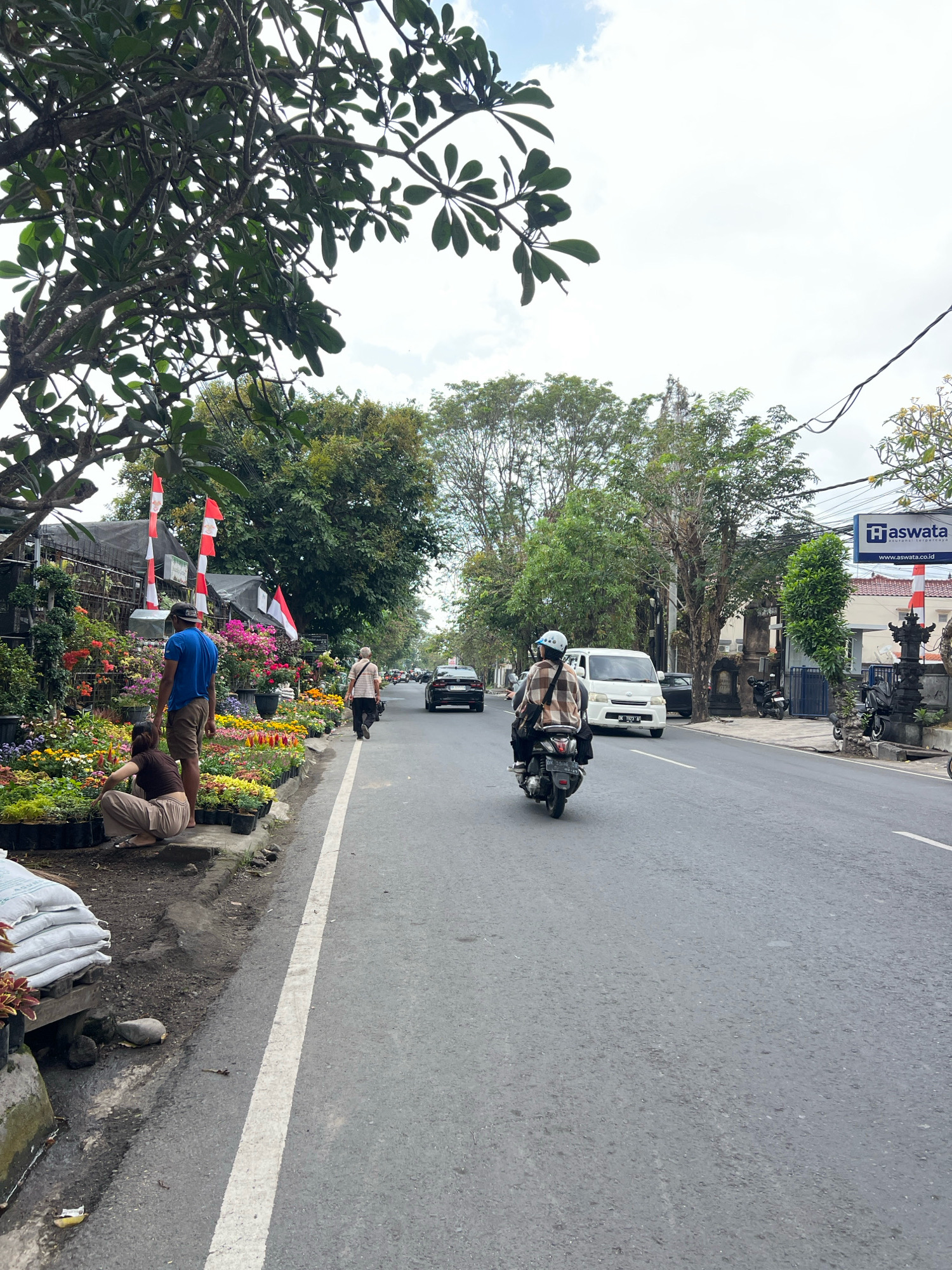 A street scene in Denpasar, Indonesia, captured on a cloudy day. The foreground features a roadside flower stall with numerous potted plants of various colors, including vibrant reds, pinks, yellows, and greens. Two individuals are present at the stall: a man in a blue shirt and brown shorts stands while a woman in a brown top and beige pants crouches, appearing to tend to the flowers. Bags of soil or other gardening supplies are stacked on a wooden pallet to the left.
The street itself is asphalt, marked with a white lane divider. Traffic includes a scooter with a rider wearing a checkered jacket and a helmet, a white van, and a black car driving in the same direction. Pedestrians can be seen walking along the sidewalk further down the street.
The background is lined with trees, some dense with green foliage, and the facade of a building with a sign that reads "Haswata" and "www.aswata.co.id." Indonesian flags, red and white, are displayed on poles along the flower stall area. The overall impression is a busy urban street with a thriving local business.