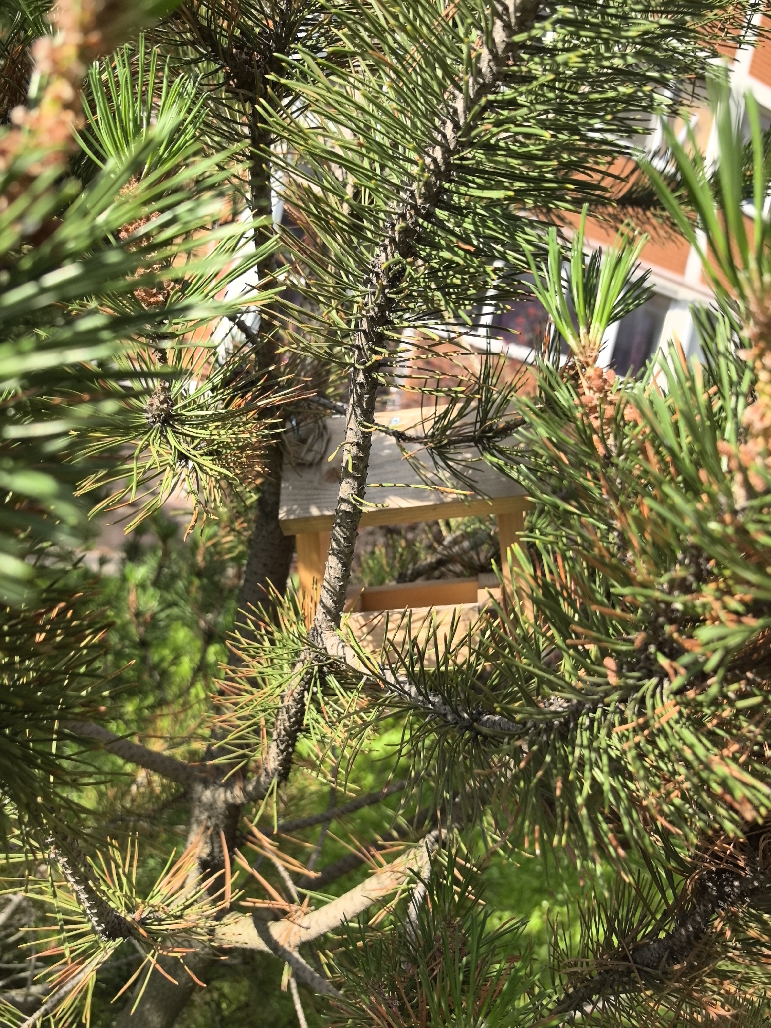 The image captures a close-up view of pine branches in the foreground, obscuring a small wooden bird feeder in the background. The pine needles are vibrant green, with some showing reddish-brown tips, suggesting autumn or a dry period. The bird feeder is simple, made of light-colored wood, with an open tray. Through the pine branches, a building with a red-tiled roof and white window frames is visible, implying a residential setting. The lighting suggests it is daytime, likely with bright sunlight casting shadows through the needles and onto the ground below, which appears to be covered in green grass. No people are present, and no text is visible in the image. The overall impression is a tranquil, natural scene, likely a backyard or garden, with the bird feeder hinting at a desire to attract wildlife.