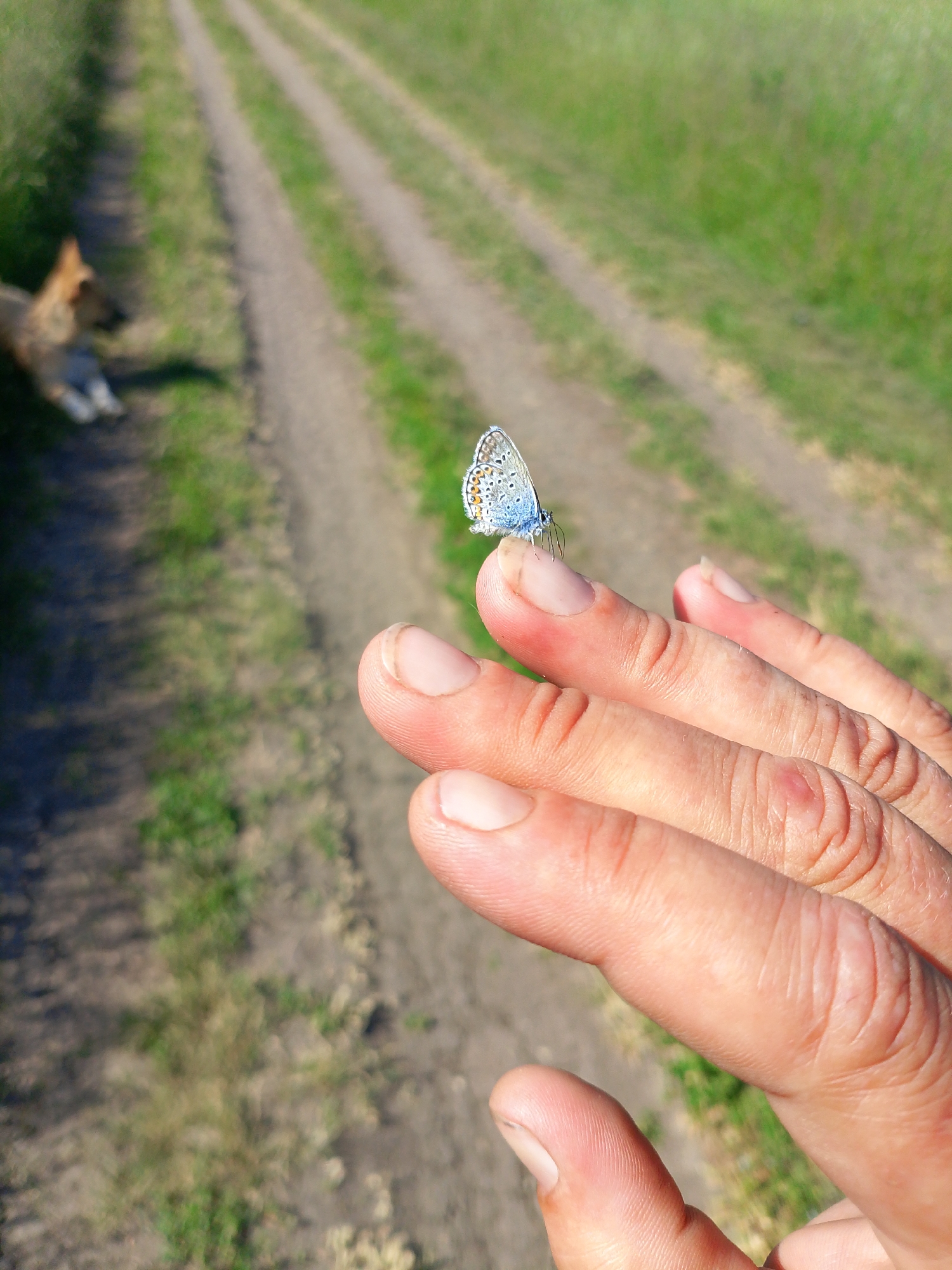This close-up outdoor photograph features a human hand with a butterfly resting on its index finger, set against a blurred background of a dirt path and green grass. The hand, positioned in the lower right foreground, belongs to an adult and has clearly visible knuckles and fingernails. A small butterfly, displaying light blue wings with delicate black and orange markings on its underside, is perched gently on the fingertip, its antennae visible.
In the mid-ground and background, a rustic dirt path with two distinct tracks stretches diagonally across the frame, receding into the distance. Lush green grass lines both sides of the path. To the left side of the path, in the blurred background, a light brown dog is seen lying down, appearing relaxed.
The scene is illuminated by bright sunlight, casting visible shadows, particularly from the dog, suggesting a clear day, likely in the morning or late afternoon. The setting appears to be a natural or rural environment, possibly a field, park, or country lane. The image evokes a sense of tranquility and a gentle moment of interaction with wildlife. There is no visible text.