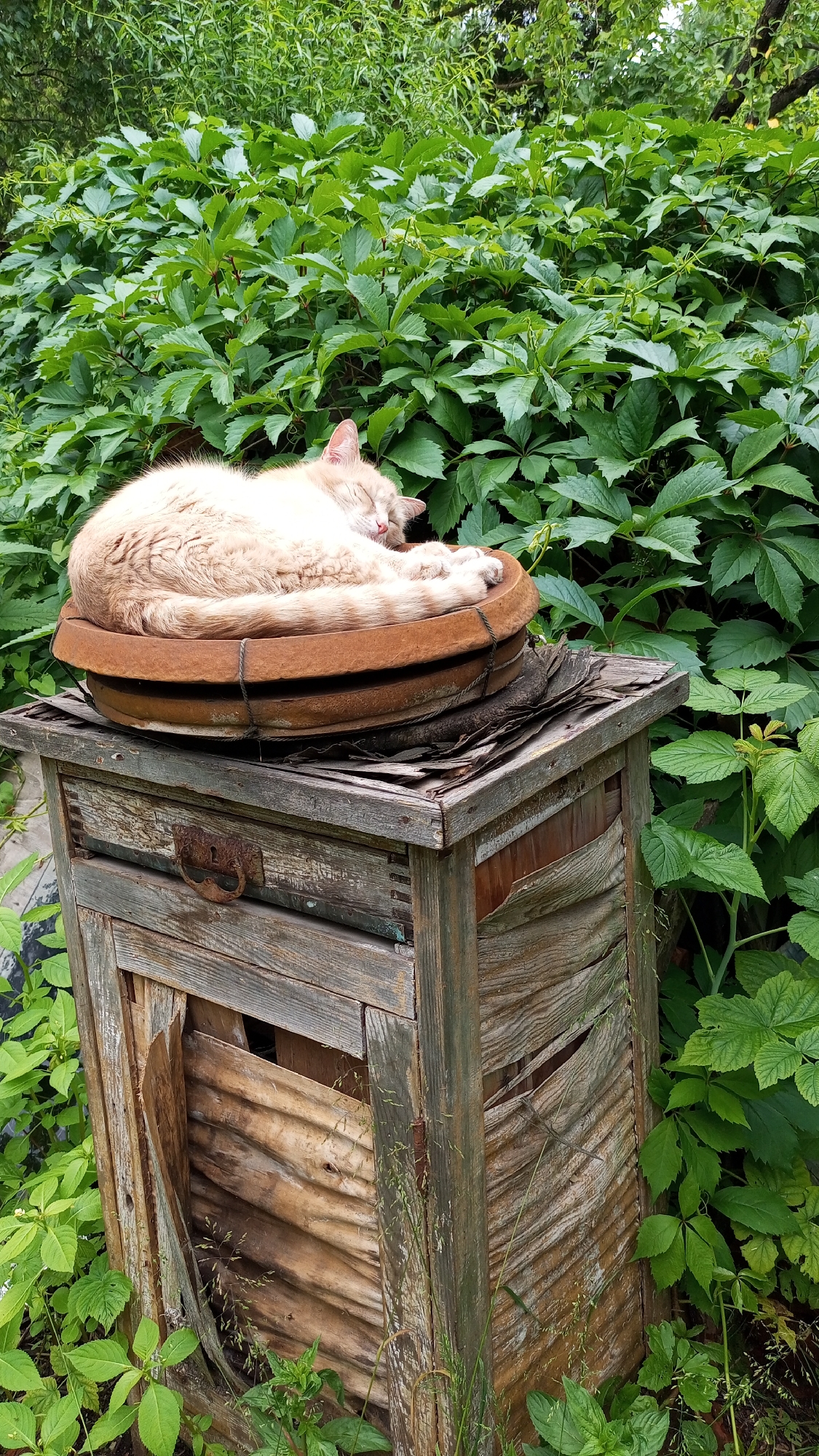 A ginger cat is sleeping curled up on top of a rustic wooden structure, which appears to be an old, weathered beehive. The cat is nestled in a circular, terracotta-colored object placed on the hive's flat top. The beehive itself is made of aged, graying wood, with some of its sides peeling and damaged, revealing corrugated material underneath. A rusty metal handle is attached to the front of the hive.
The setting is outdoors, surrounded by lush, green foliage. The dense leaves of climbing plants form a vibrant backdrop, and more greenery grows around the base of the beehive. The lighting suggests it is daytime, with soft, diffused light indicating it might be an overcast day or late afternoon. The overall scene evokes a sense of peace and tranquility, with the sleeping cat appearing content and undisturbed in its natural surroundings. No text is visible in the image. The location context is Юдино, Russia.