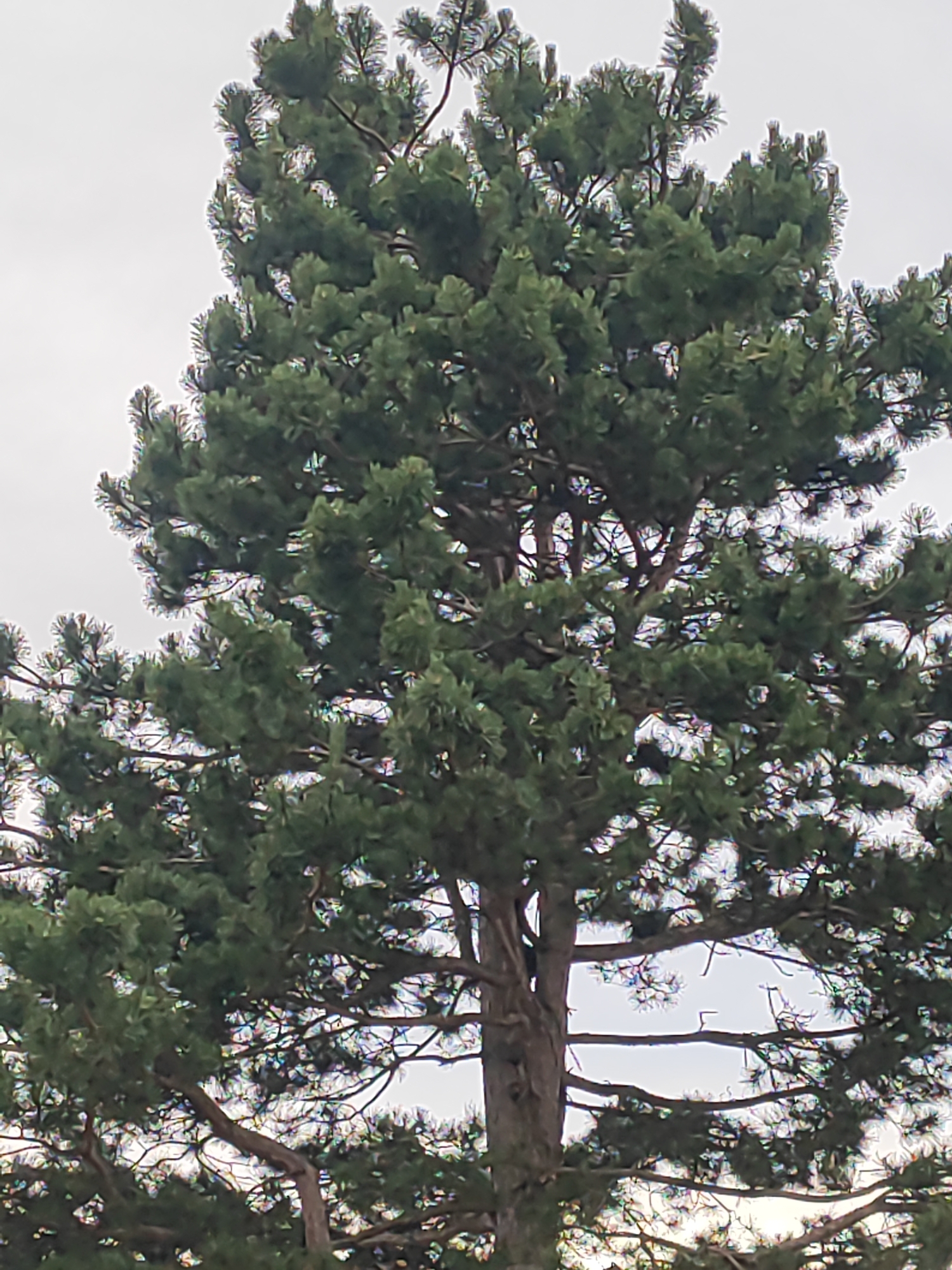 A close-up, upward-facing view shows the dense evergreen foliage of a tall pine tree against a pale, overcast sky. The tree's trunk, a mottled brown, is visible in the lower center, with numerous branches extending outwards, covered in clusters of dark green needles. The branches are intricate and irregular, creating a complex network that fills the frame. The overall impression is one of natural density and texture, with the muted colors of the tree and sky suggesting a cool, perhaps damp, atmosphere. The image was taken on October 26, 2023, at 1:40 PM in Diedorf, Germany.