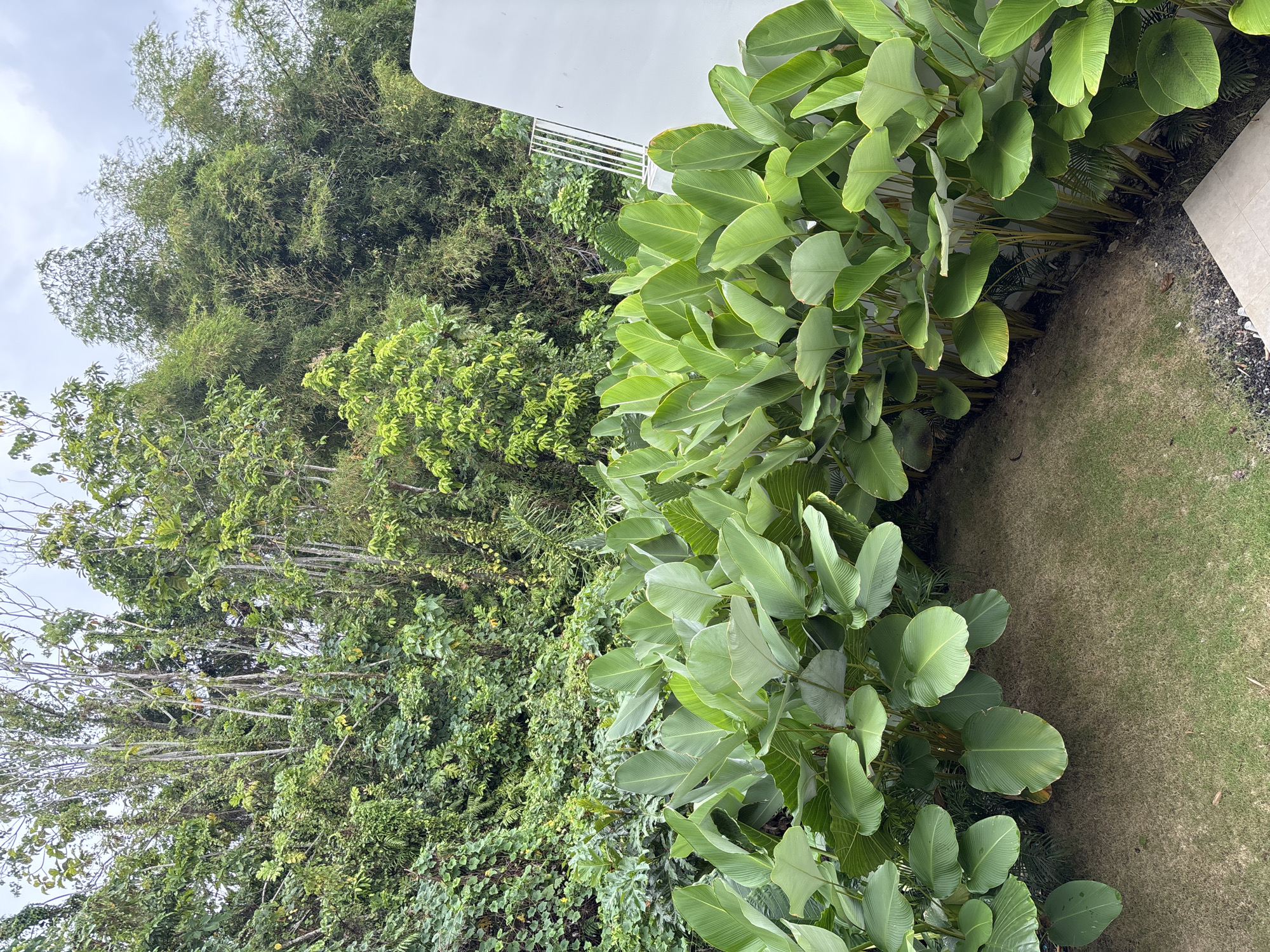 A wide shot captures a lush, green scene in Ubud District, Indonesia, with a building's white structure on the right. The foreground is dominated by large, vibrant green leaves of tropical plants, creating a dense border along a patch of neatly mowed, dry grass. Behind this, a wall of thick, varied vegetation rises, including bamboo stalks and various leafy trees, suggesting a tropical environment. The sky above is overcast with scattered clouds. No people or animals are visible. The scene appears to be a carefully manicured garden area adjacent to a modern building, set against a backdrop of dense jungle foliage.