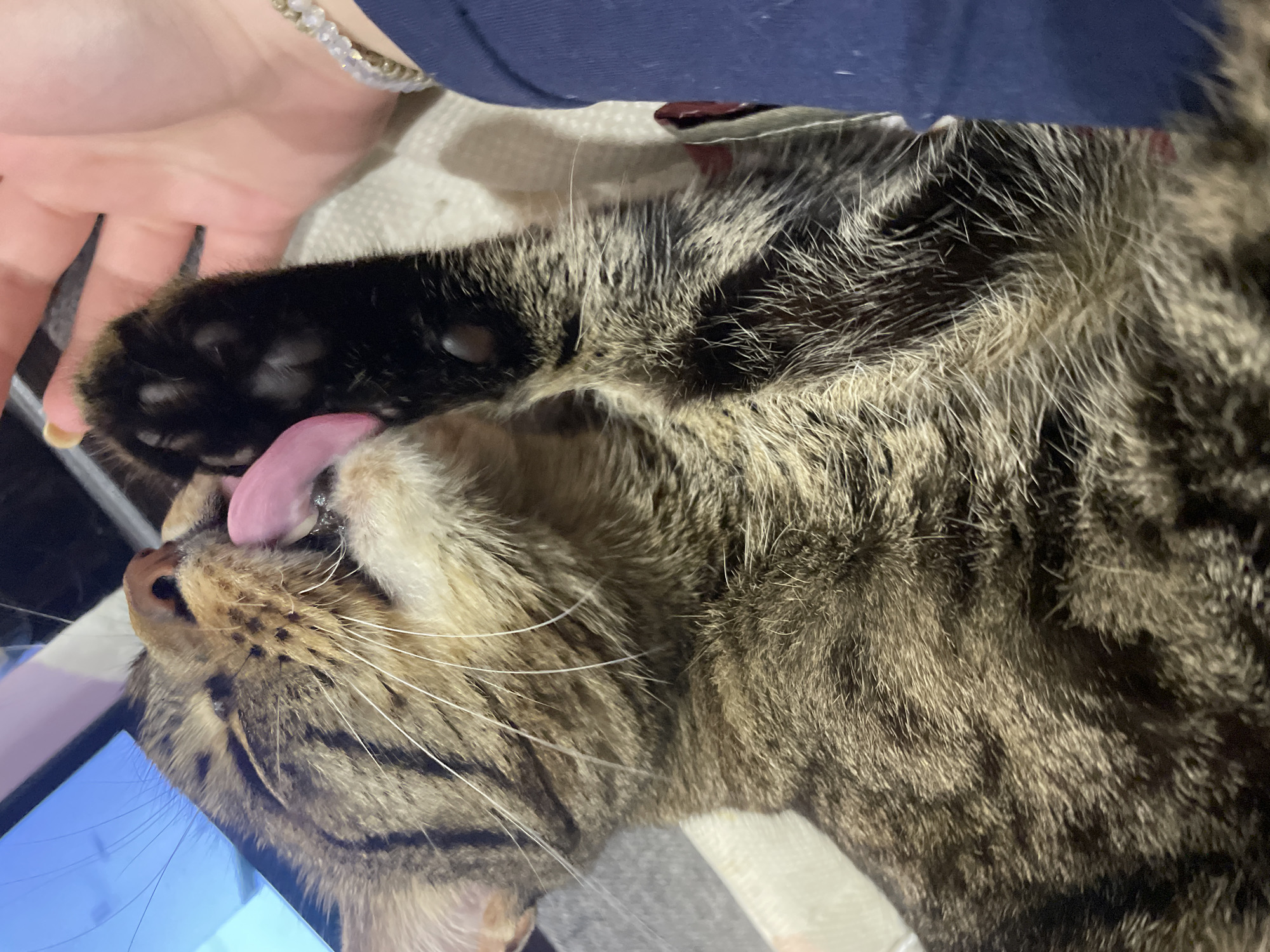 A close-up, indoor shot shows a tabby cat licking its paw. The cat's tongue is extended, and its mouth is slightly open. The cat's fur is striped in shades of brown, black, and tan. The cat's paw is black with visible toe beans. A human hand is visible to the right of the cat, gently touching its paw. The hand has light skin and a light-colored bracelet. A blue sleeve is also visible on the arm. The cat appears to be lying down on a light-colored, textured surface. In the background, a portion of a screen or monitor is visible, displaying a blue and pink image. The scene is consistent with an indoor setting, likely a home environment. The location in the city of ЖК «Борисоглебское», Russia is not determinable from the image alone.