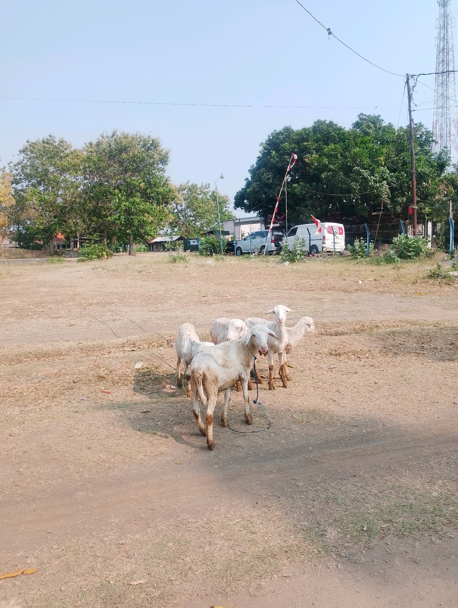 The image depicts an outdoor scene with four sheep in the foreground. The sheep are light-colored, appearing to be white or cream, and are standing on a dry, dusty ground with sparse dry grass. One of the sheep in the front is facing the camera and appears to be a lamb. Two of the sheep are tethered together by a rope.
In the background, there is a flat, open area that appears to be a field or a sparsely vegetated lot. Further back, there are several trees with green foliage, and some low-lying structures that resemble small buildings or sheds. Beyond the trees, a large white van and a silver SUV are visible. A tall, lattice-like tower, characteristic of a telecommunications tower, stands prominently on the right side of the image. The sky is clear and blue, indicating a bright, sunny day.
The scene suggests a rural or semi-rural setting, possibly on the outskirts of a city. While the specific location in Probolinggo, Indonesia, cannot be determined solely from the visual information, the presence of elements like the telecommunications tower and the vegetation are consistent with such a region. The overall impression is one of a simple, open environment with livestock.