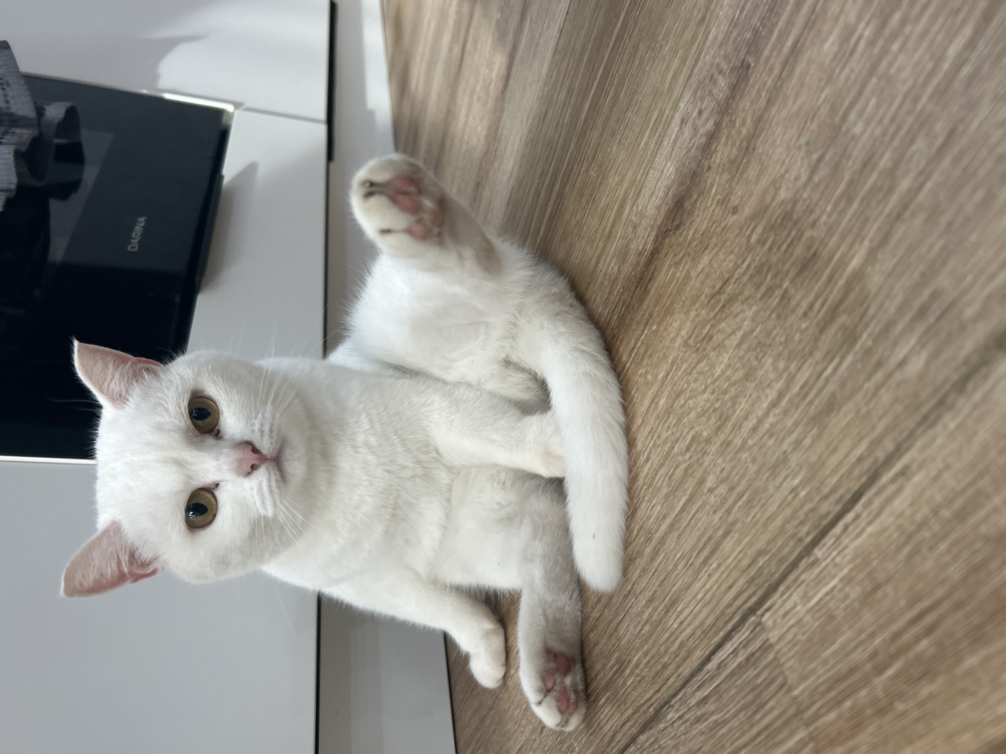 A white cat is captured in a close-up, indoor shot, lying on a light brown wooden floor. The cat has bright amber-gold eyes, a pink nose, and pink inner ears. Its fur is uniformly white and appears fluffy. The cat is looking directly at the camera with a curious expression.
Its body is positioned playfully, with one hind paw extended upwards, clearly showing soft pink toe beans on its underside. Another hind paw is also visible, resting on the floor, revealing more pink toe beans and some subtle dirt on its pad.
In the background, to the cat's left, there is a modern, sleek black appliance, possibly a microwave or oven, with the white text "DARINA" vertically inscribed on its surface. Adjacent to the appliance is a white cabinet or wall, suggesting an indoor setting like a kitchen or living area. The wooden floor exhibits visible grain patterns and a faint blue speck in one area.
The scene is lit by indoor lighting, casting soft shadows. The overall impression is one of domestic tranquility and the playful nature of the cat. This image was taken in Chaikovsky, Russia.
