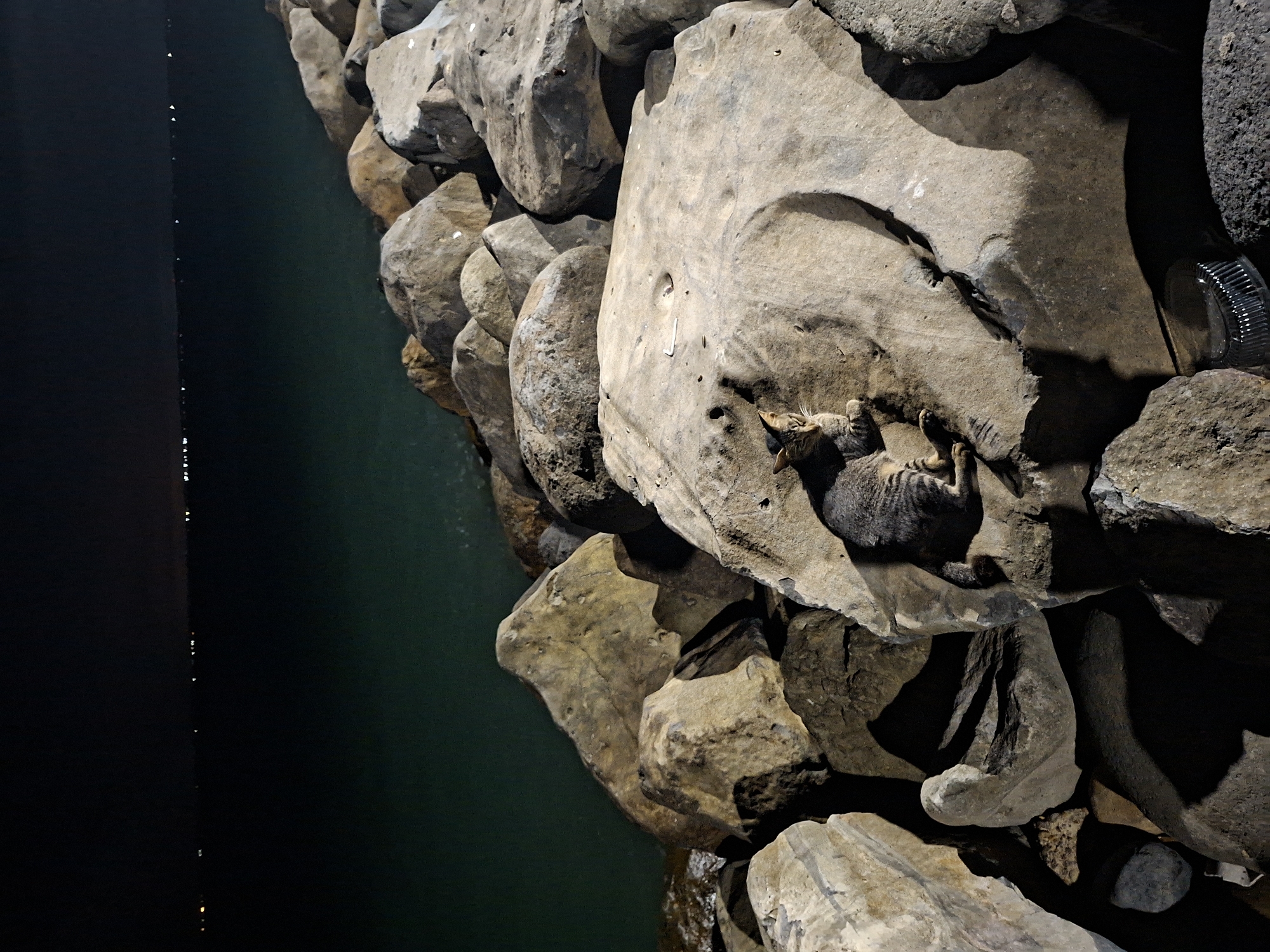 A high-angle shot shows a gray tabby cat asleep on a large, flat rock among a pile of smaller, differently shaped gray rocks at the edge of the water at night. The rocks border the water. To the left of the rocks is a dark body of water, with a faint line of lights visible in the distance. A plastic container is wedged among the rocks. The location is the breakwater along Ujong Blang beach in Lhokseumawe, Indonesia.