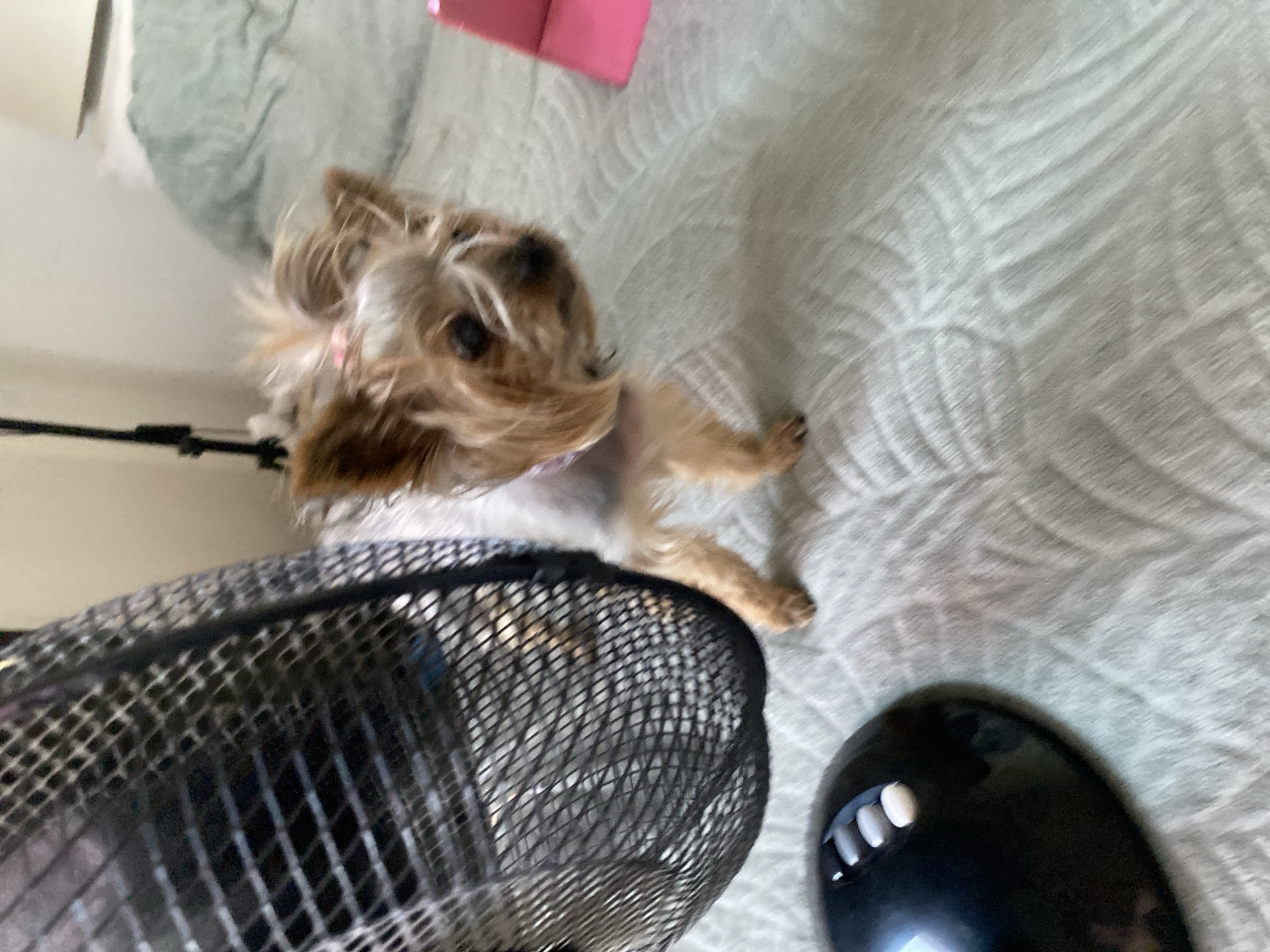 A small Yorkshire Terrier with a pink bow in its hair stands on a bed with a textured, light green comforter. In the foreground to the left, the black base of a fan is visible, with three white buttons on its surface. The dog is looking to the right, and behind it, the grill of the fan is in focus. A pink object, possibly a phone or tablet case, is partially visible on the bed to the right of the dog. The background shows a wall and a bedside lamp. There is no indication of Parma, Italy in the image.