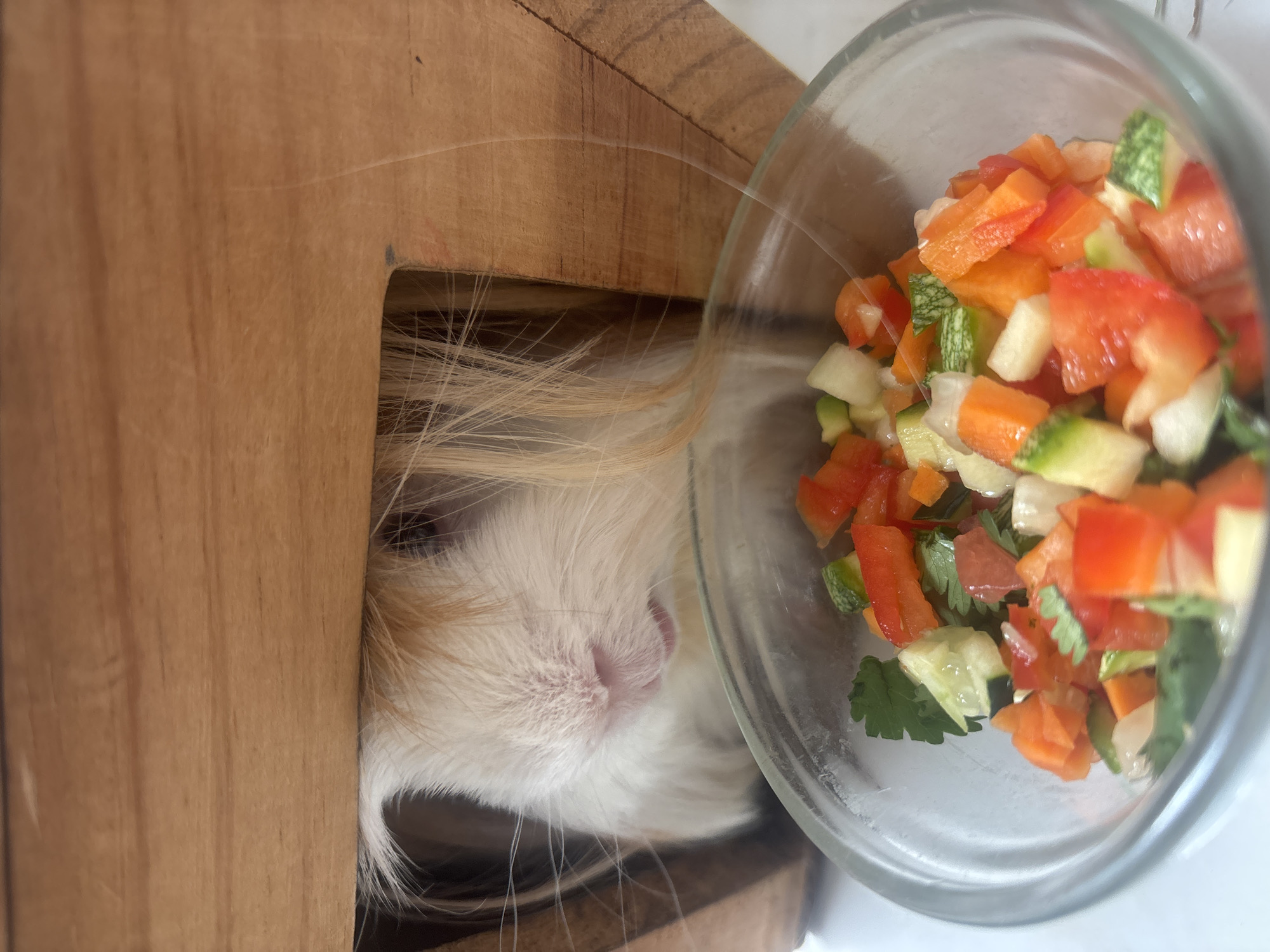 This image captures a close-up, top-down view of a guinea pig peeking out from a wooden shelter, positioned next to a glass bowl filled with chopped vegetables and herbs. The scene is set indoors, likely a domestic environment in Puebla, Mexico.
The main subject is a guinea pig, partially visible from the chest up, with its face centered in the left half of the frame. It has long, light-colored fur, appearing white, cream, and light brown/blonde. Its small, pink nose and mouth are prominent, and its whiskers are visible fanning out. One of its dark eyes can be partially seen looking towards the food. The guinea pig appears to be resting comfortably within its wooden hideaway.
The wooden shelter is constructed from light-colored wood planks, showing visible grain and a smooth finish. It has a cut-out opening from which the guinea pig emerges.
To the right of the guinea pig's head is a clear glass bowl, brimming with a colorful medley of freshly diced vegetables and leafy green herbs. The vegetables include vibrant orange pieces (likely carrots or bell peppers), red chunks (possibly bell peppers or tomatoes), and light green and white pieces (such as zucchini, cucumber, or jicama). Darker green herbs, possibly cilantro or parsley, are mixed throughout. The pieces are irregularly diced, suggesting a homemade meal.
The overall impression is one of a beloved pet being offered a nutritious meal in its comfortable habitat. There is no visible text in the image.