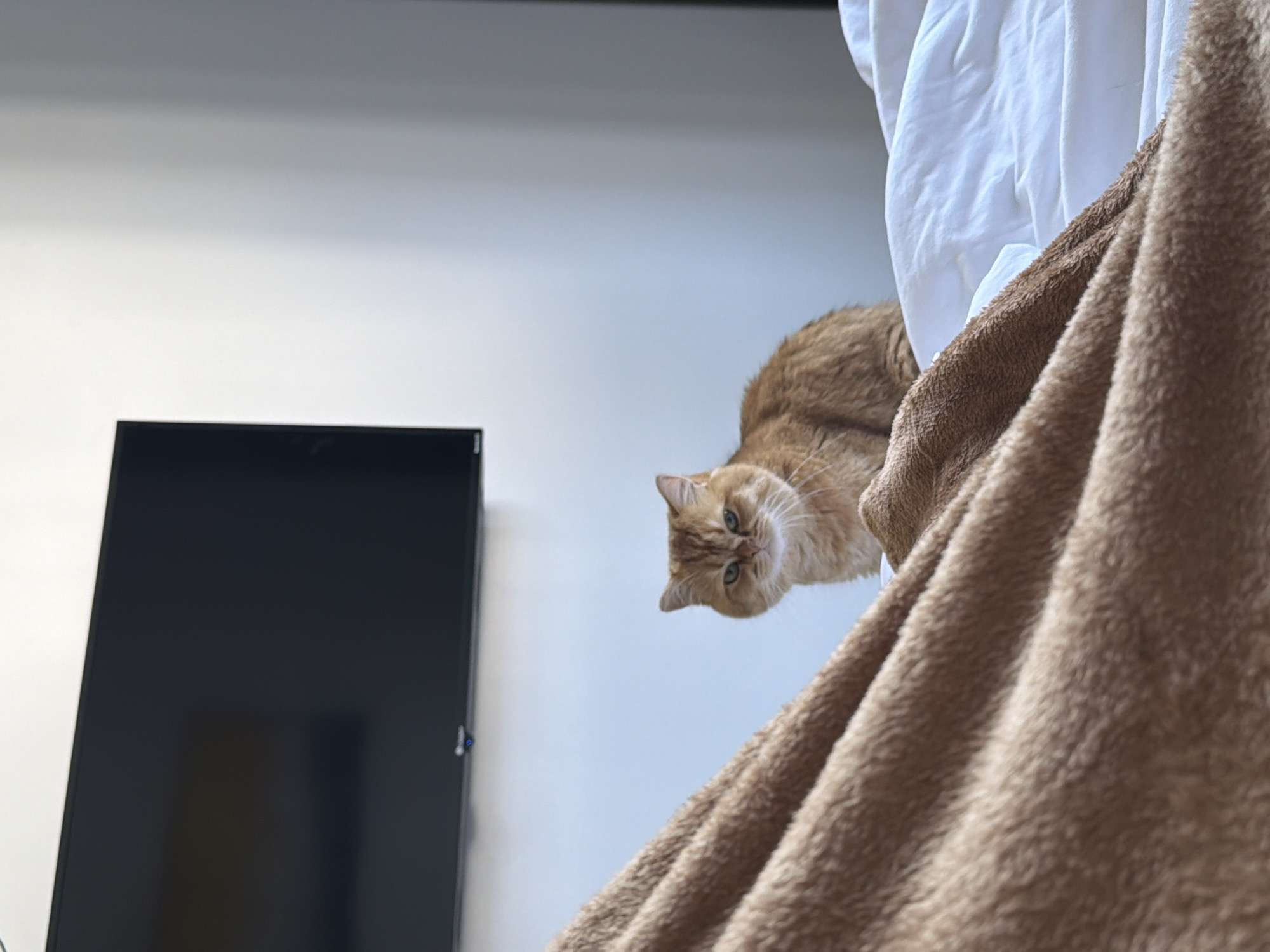 An indoor, close-up shot features a golden-brown cat peering downwards with a curious expression. The cat, positioned on the upper right, has prominent green eyes and white whiskers, and its fluffy fur is clearly visible. Its head is tilted, indicating it is looking at something below its current elevated position.
A soft, light brown, textured blanket or throw drapes across the foreground on the right side of the image, partially obscuring the cat's body. Behind the blanket, wrinkled white fabric, likely a sheet or curtain, is visible. To the left, a large, dark flat-screen monitor or television stands vertically against a plain, light-colored wall, which serves as the background for the scene. The lighting is bright and diffused, suggesting it is daytime. There are no explicit location cues within the image, but the photograph originates from Đà Nẵng, Vietnam. No text is visible in the frame.